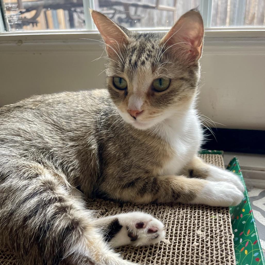 Enlarge Poppy, a Adopted Domestic Short Hair in Crowley, TX image 1/2