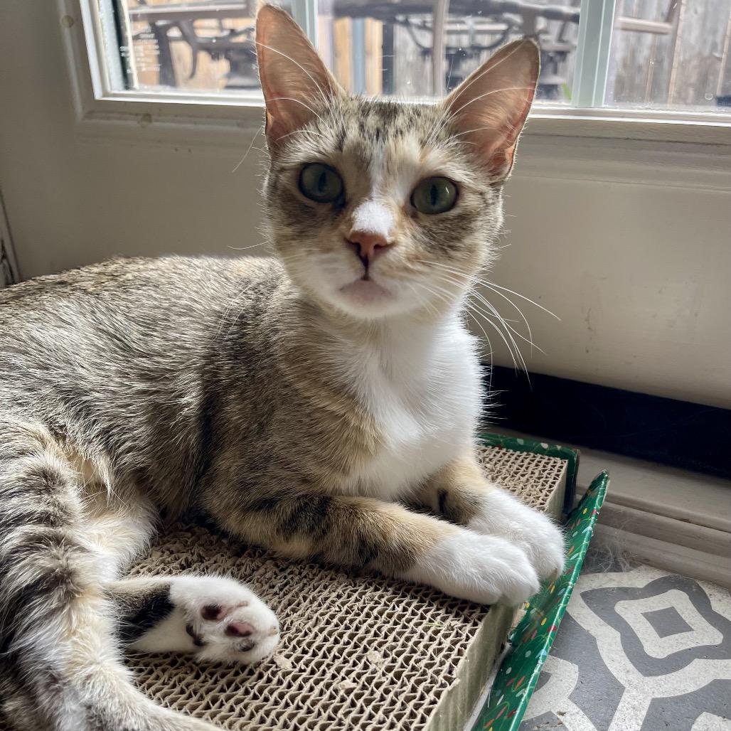 Enlarge Poppy, a Adopted Domestic Short Hair in Crowley, TX image 2/2