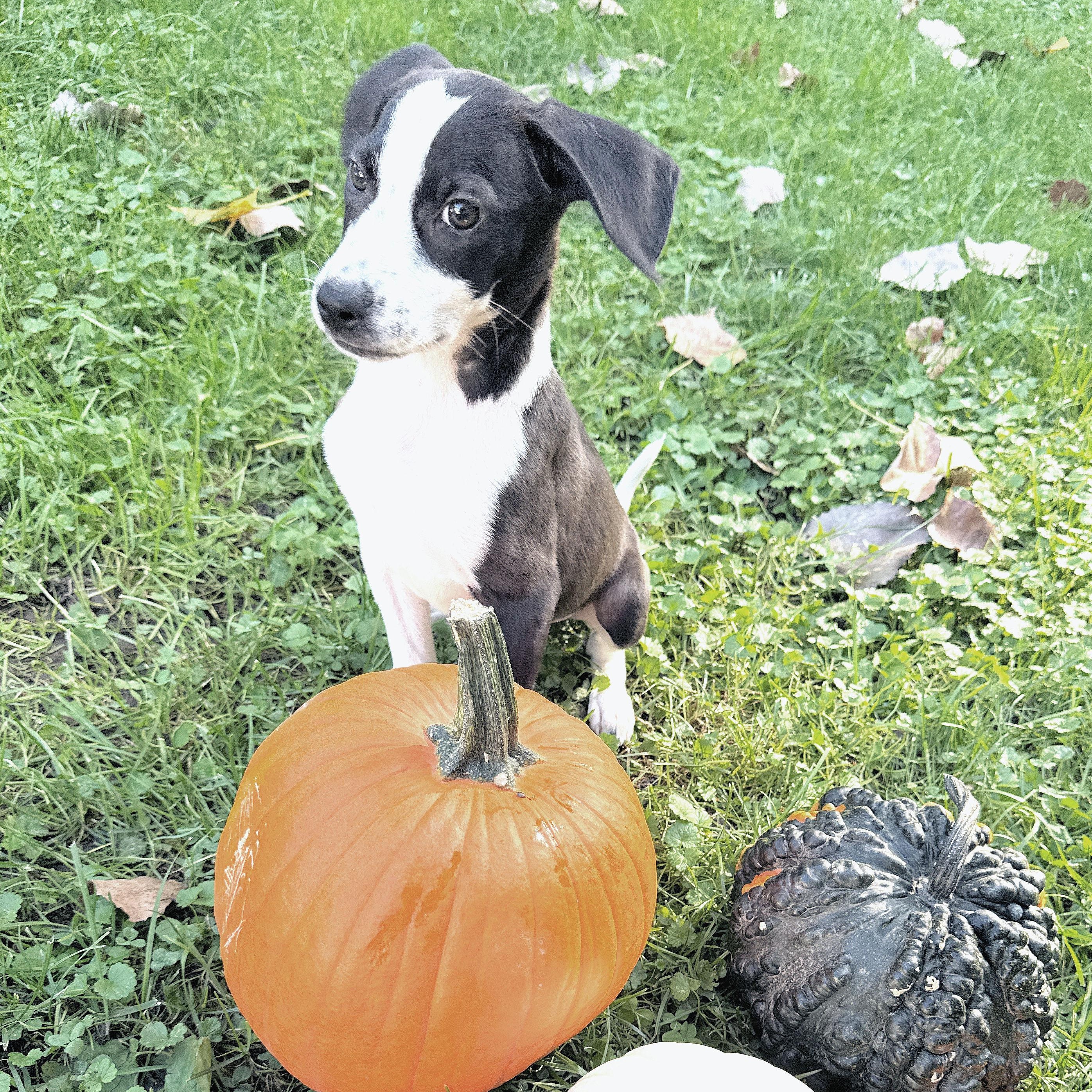Enlarge Little Lilo, a Adoptable mixed breed in Lake Geneva, WI image 5/5