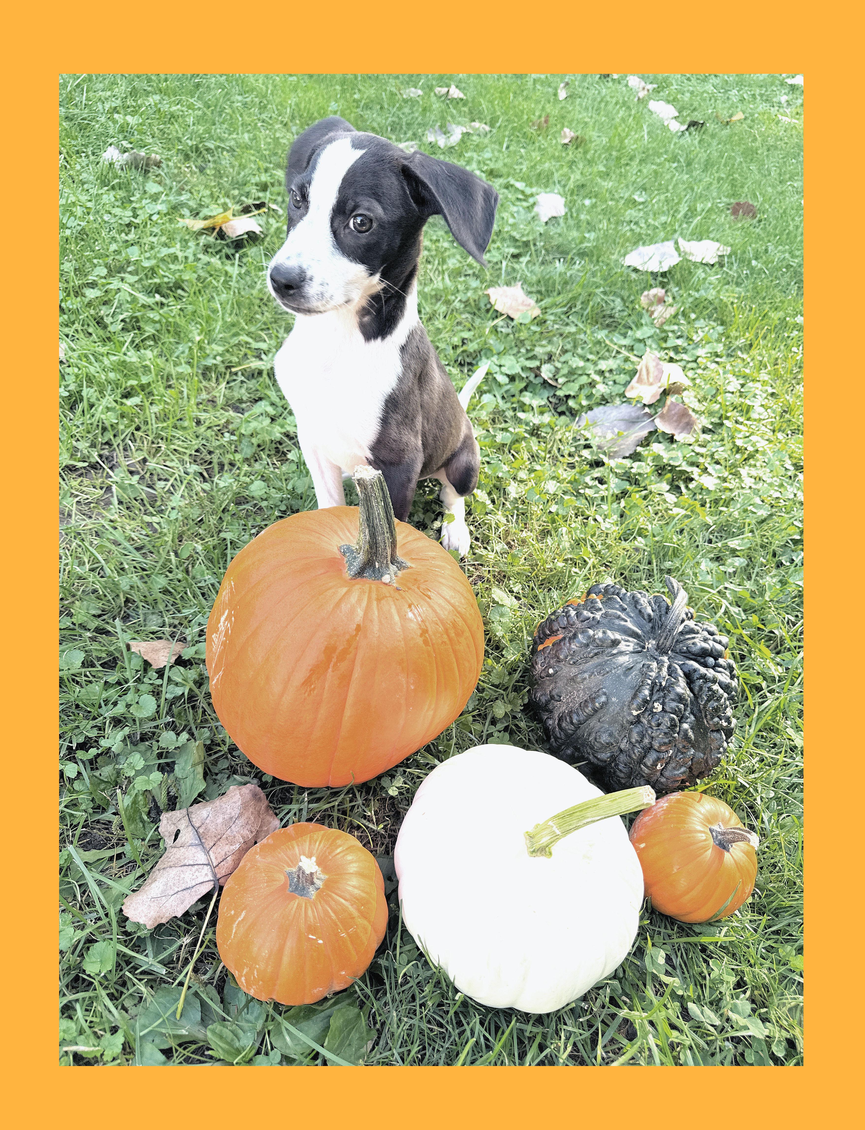 Enlarge Little Lilo, a Adoptable mixed breed in Lake Geneva, WI image 3/5