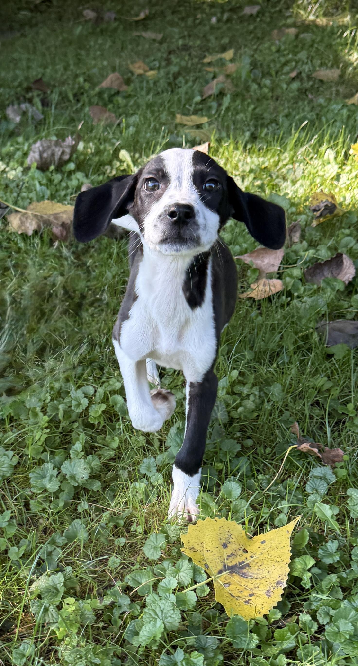 Enlarge Little Lilo, a Adoptable mixed breed in Lake Geneva, WI image 4/5