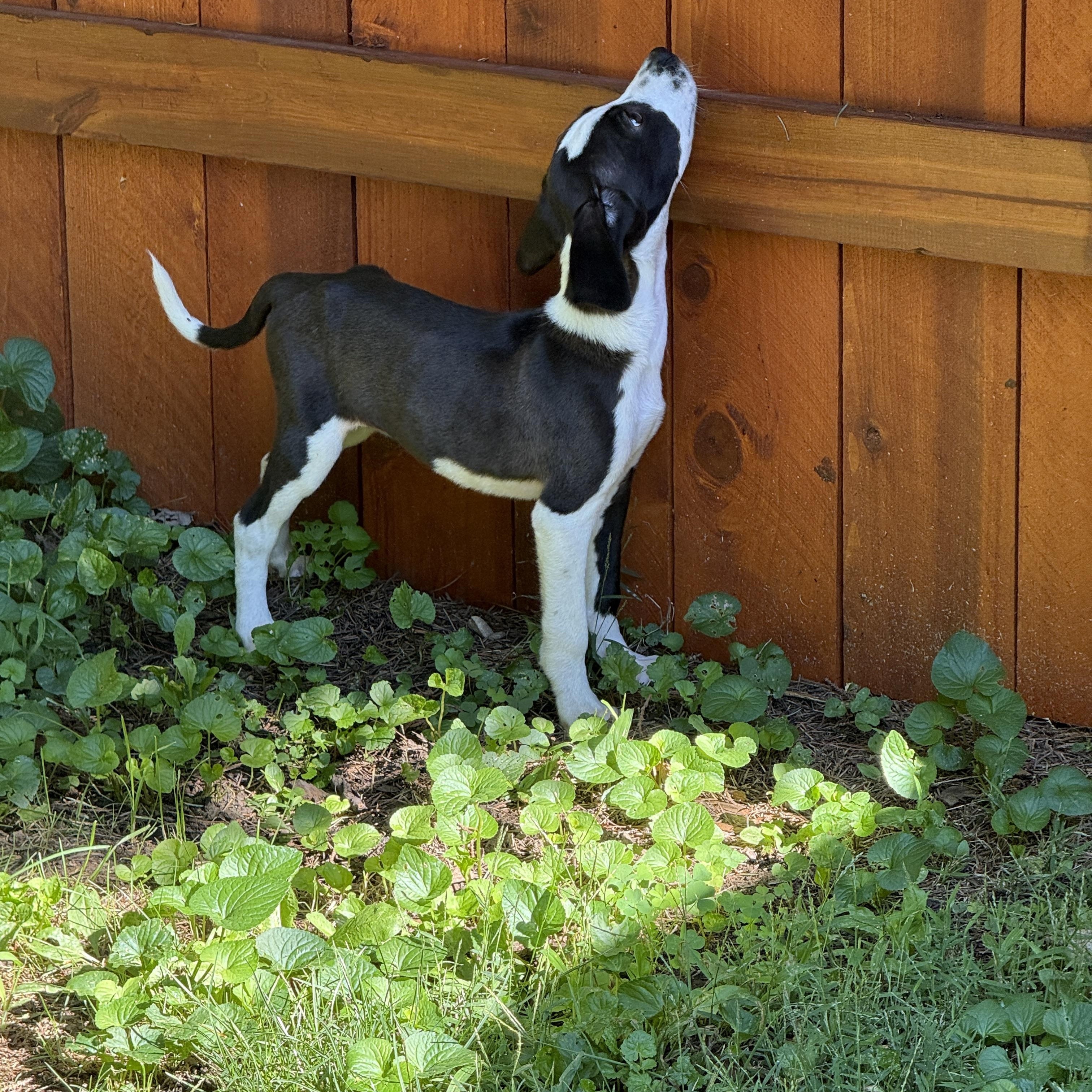 Enlarge Little Lilo, a Adoptable mixed breed in Lake Geneva, WI image 2/5