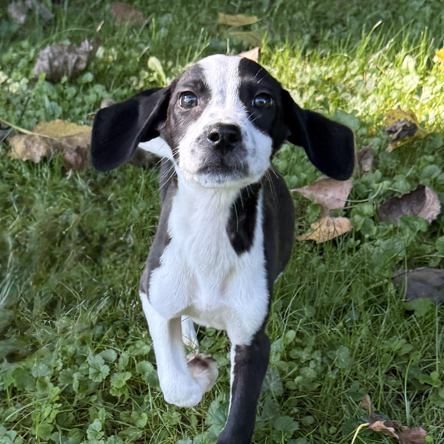 Enlarge Little Lilo, a Adoptable mixed breed in Lake Geneva, WI image 1/5