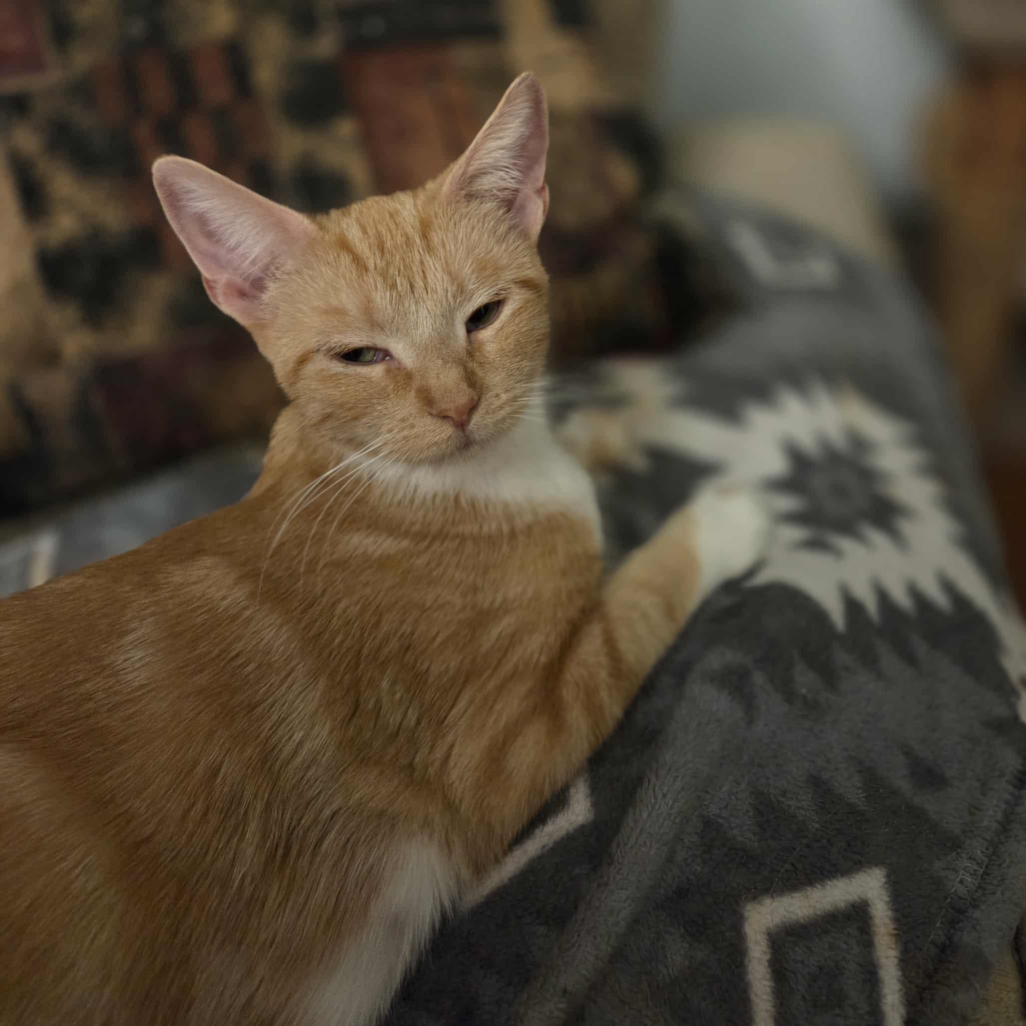 Annie, ADOPTABLE, Adult Female Domestic Short Hair.