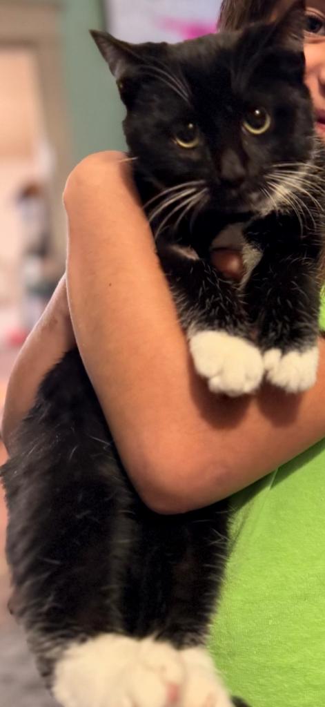 Brent, Adoptable, Young Female Domestic Short Hair.