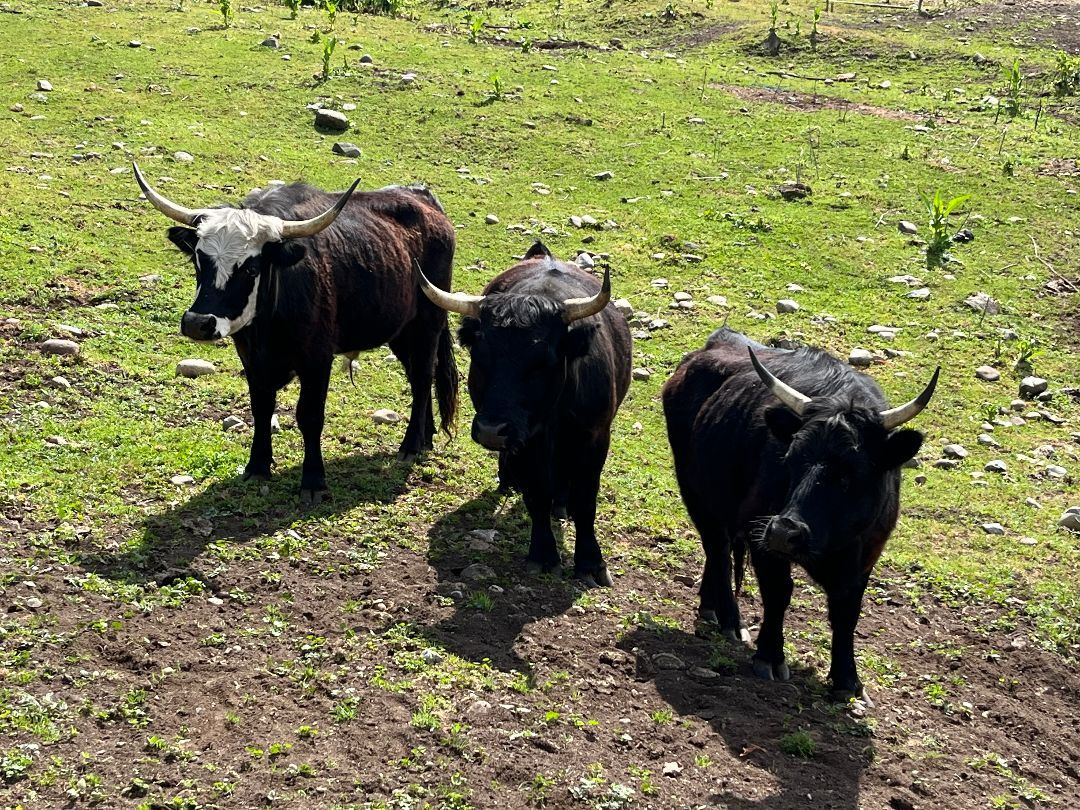 Cow for adoption PeeWee, a Cow in Quilcene, WA Petfinder