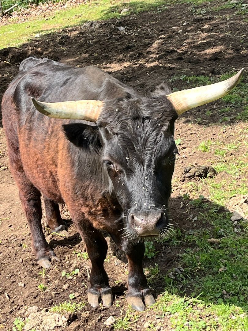 Cow for adoption PeeWee, a Cow in Quilcene, WA Petfinder