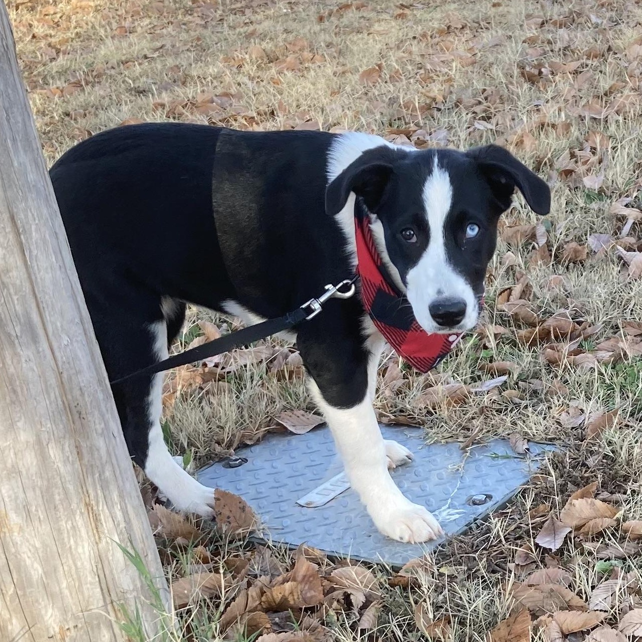 Emily, a Adoptable mixed breed in Noble, OK image 4/6