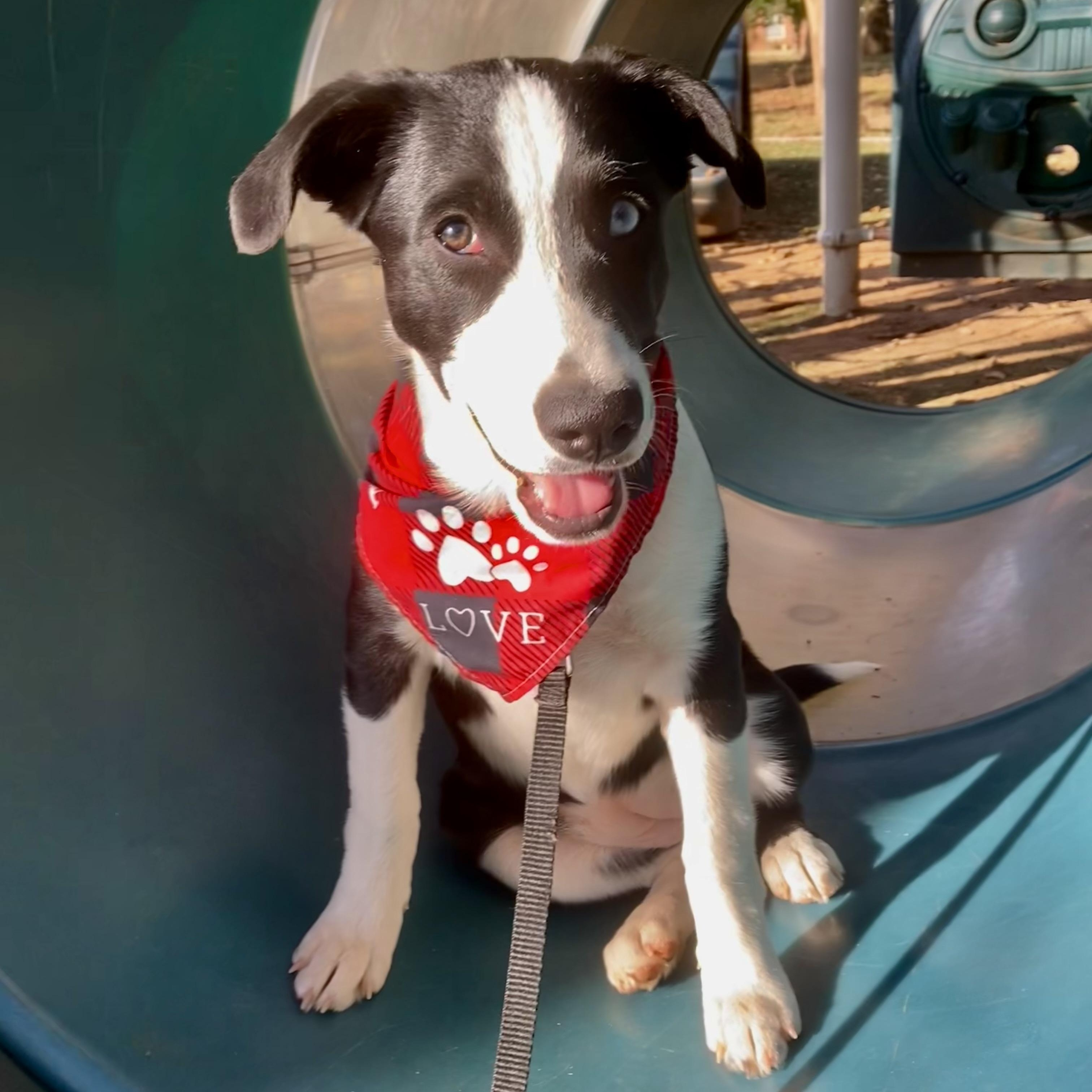 Emily, a Adoptable mixed breed in Noble, OK image 2/6