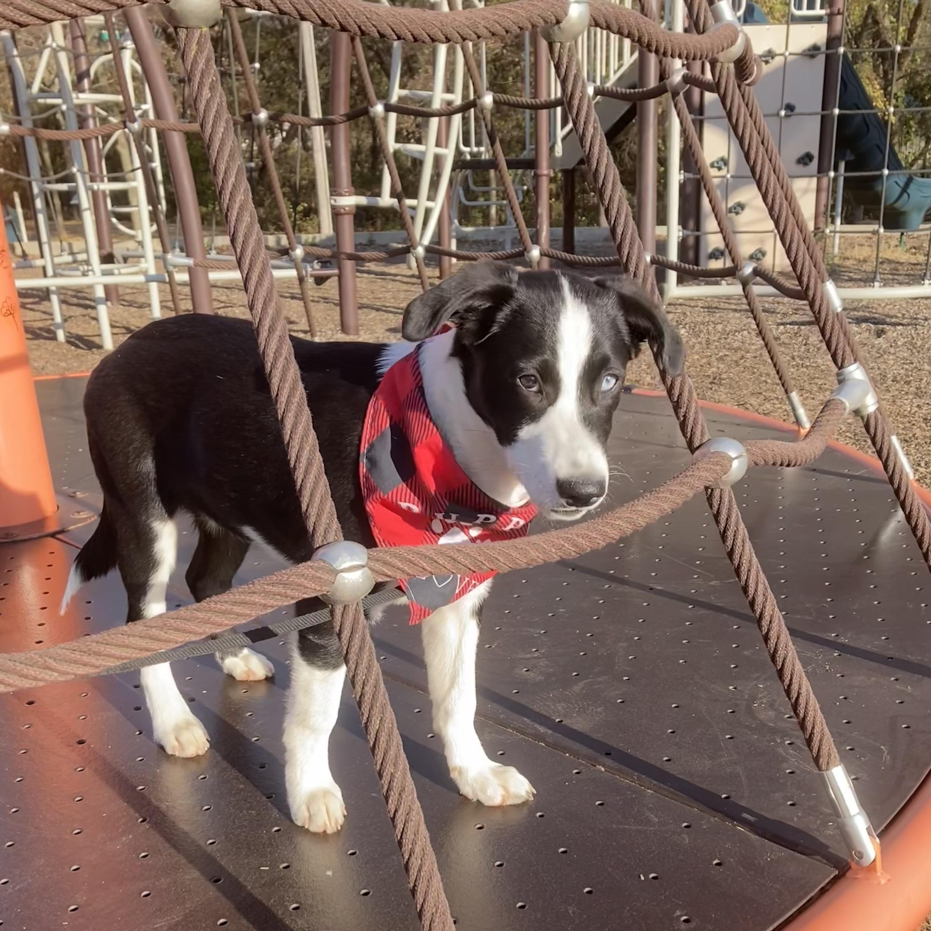 Emily, a Adoptable mixed breed in Noble, OK image 3/6