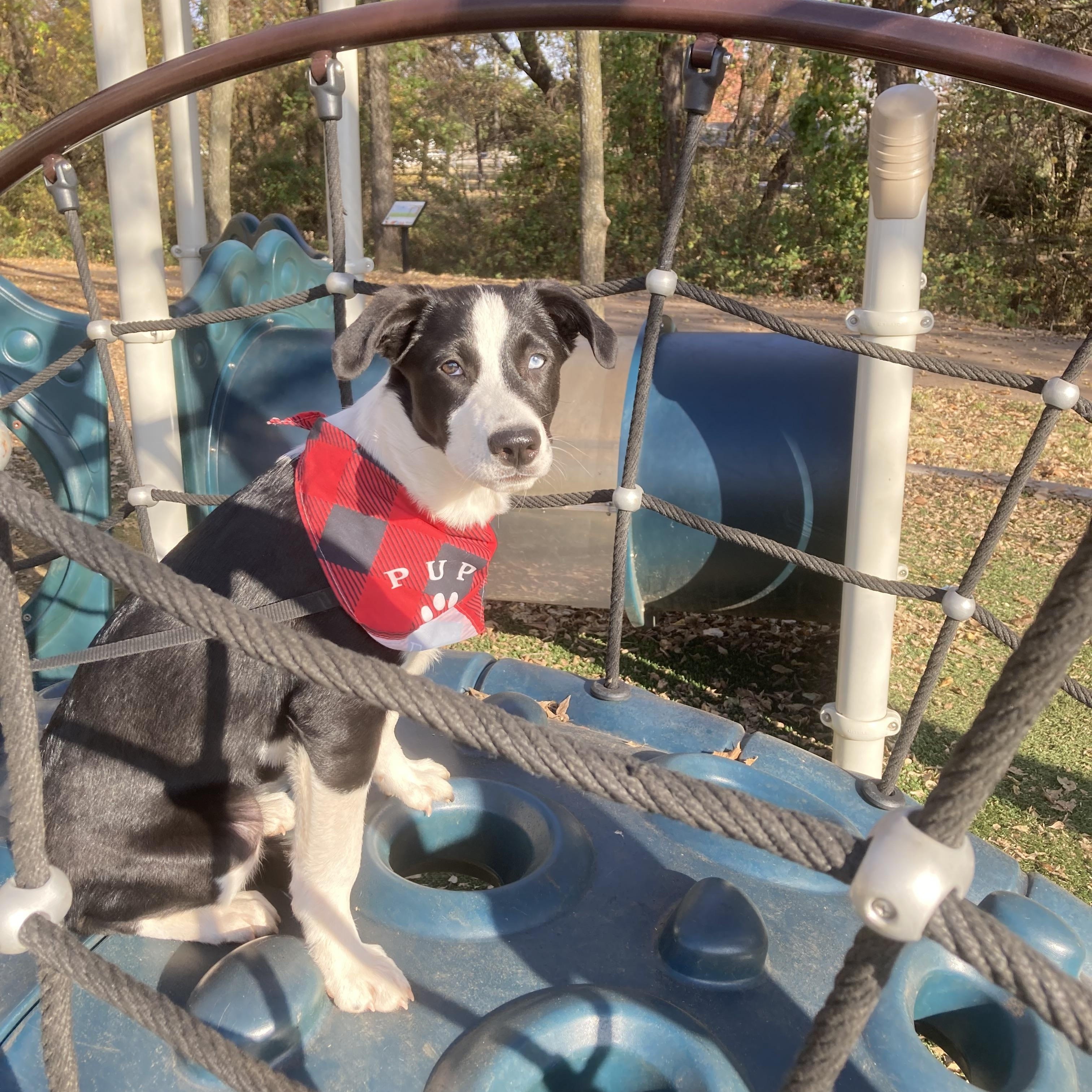 Emily, a Adoptable mixed breed in Noble, OK image 5/6