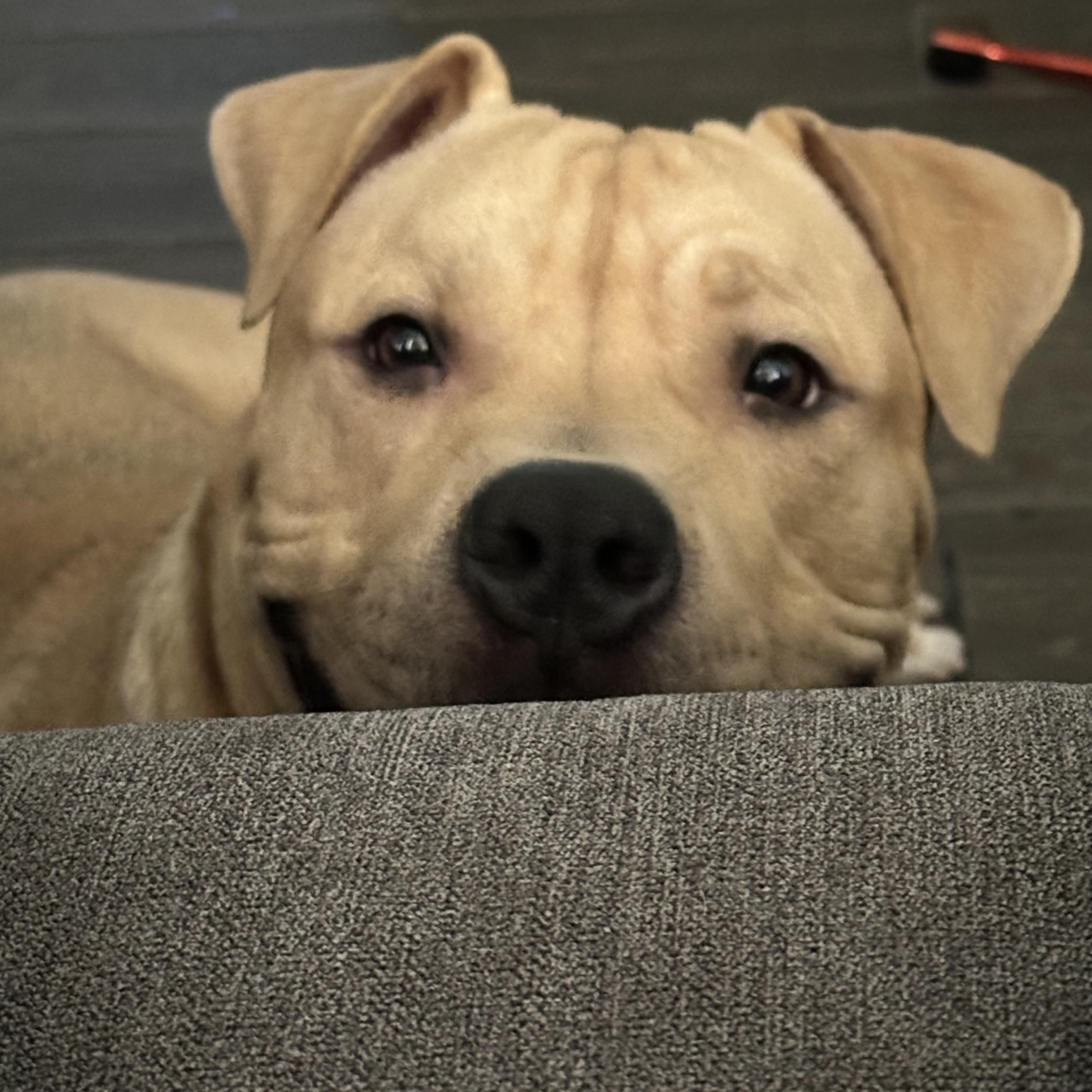 Royal Blue, adoptable, Young Male Pit Bull Terrier.