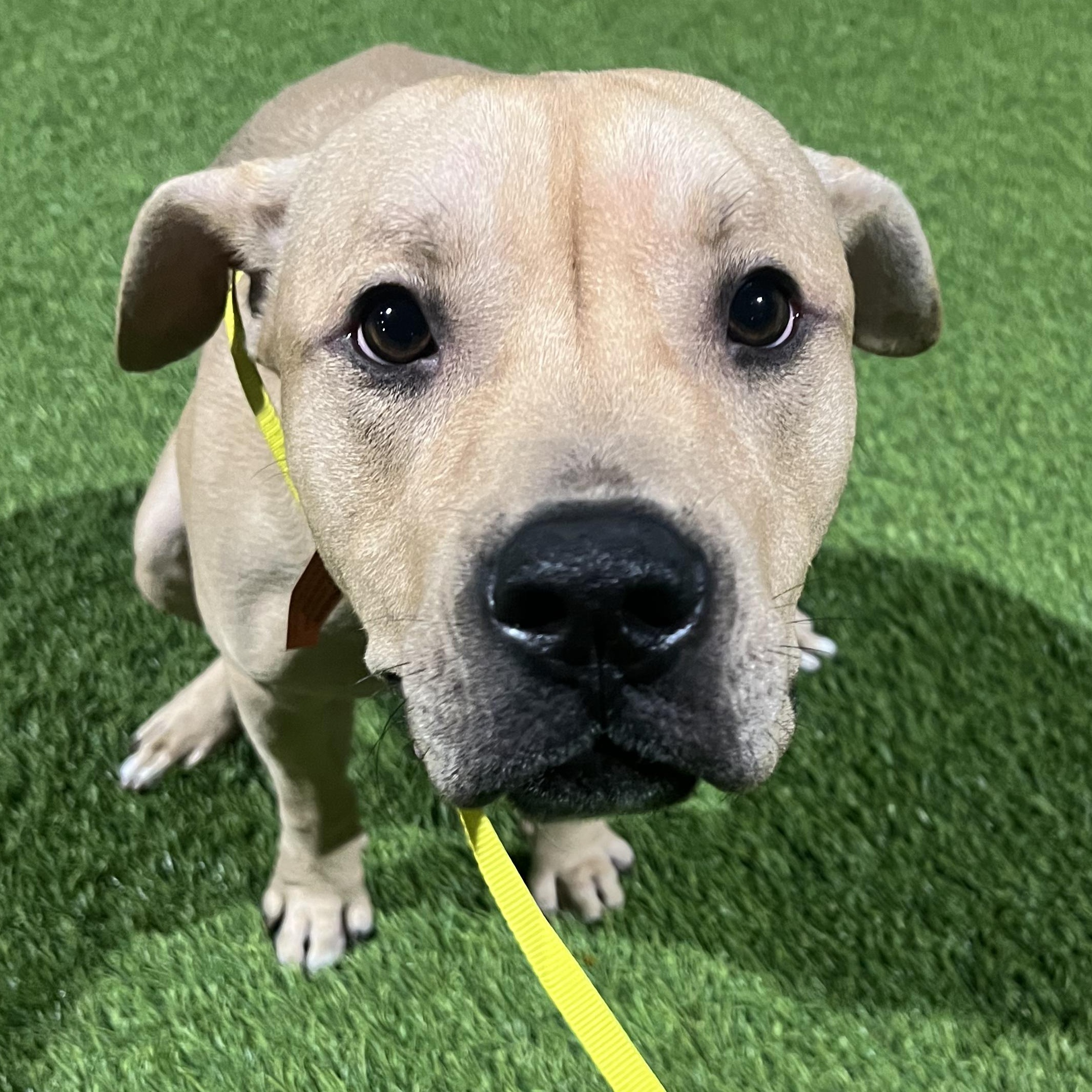 ROYAL BLUE, a Adoptable mixed breed in San Diego, CA image 2/5