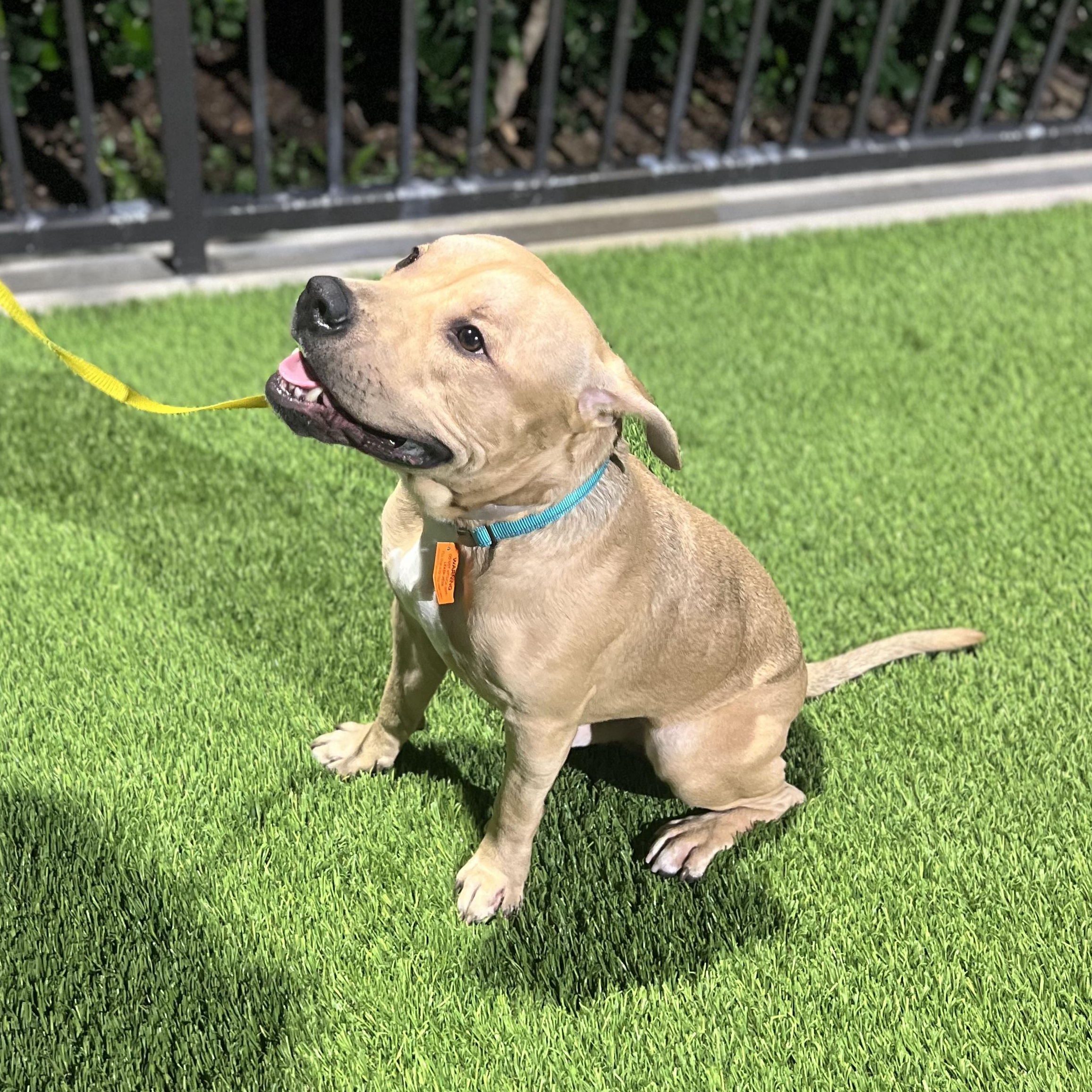 ROYAL BLUE, a Adoptable mixed breed in San Diego, CA image 1/5