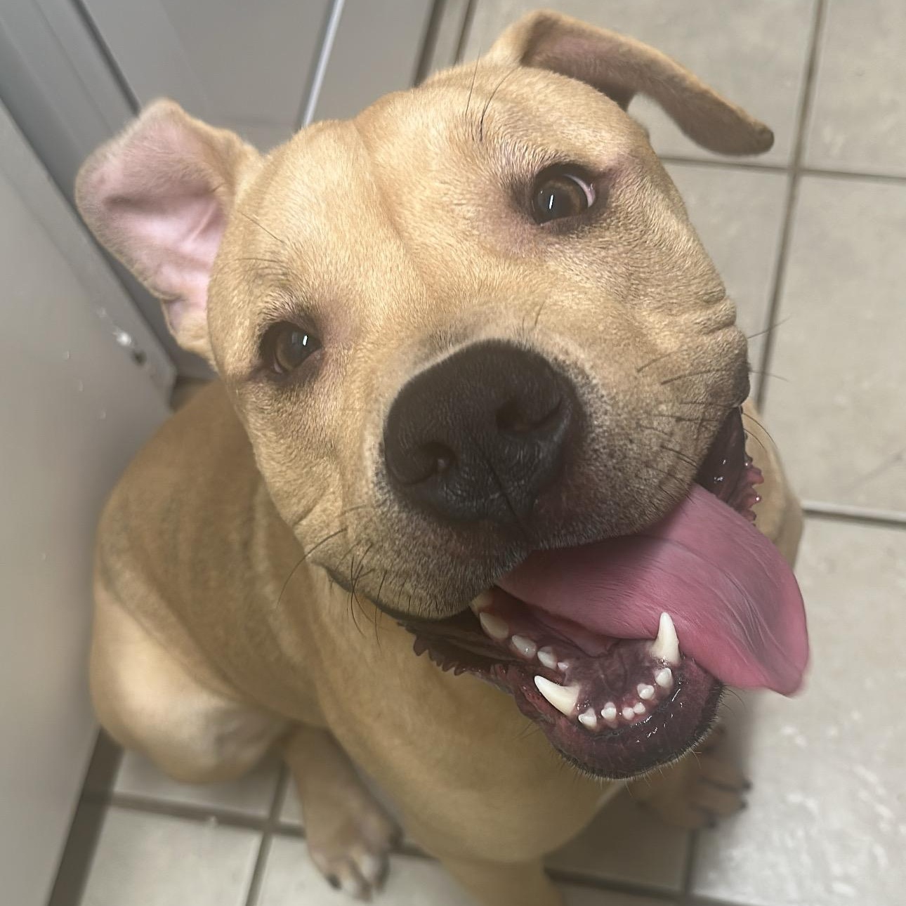 Royal Blue, adoptable, Young Male Pit Bull Terrier.