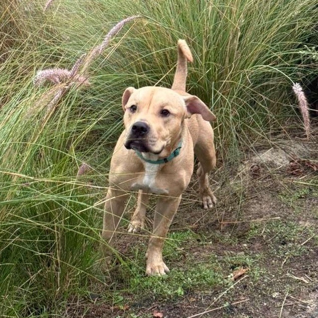 Royal Blue, an adoptable mixed breed in San Diego, CA image 5/6
