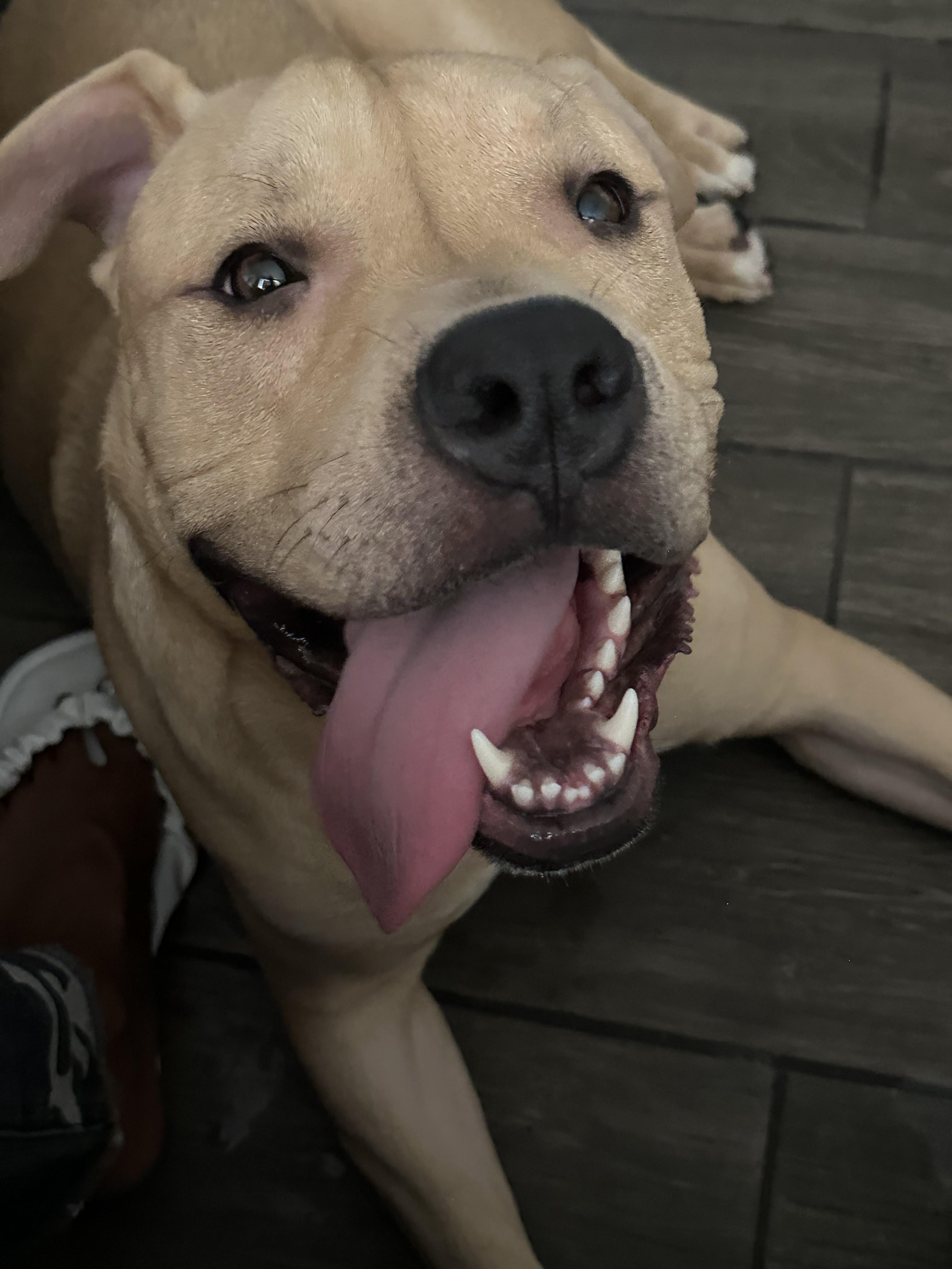 Royal Blue, an adoptable mixed breed in San Diego, CA image 4/6