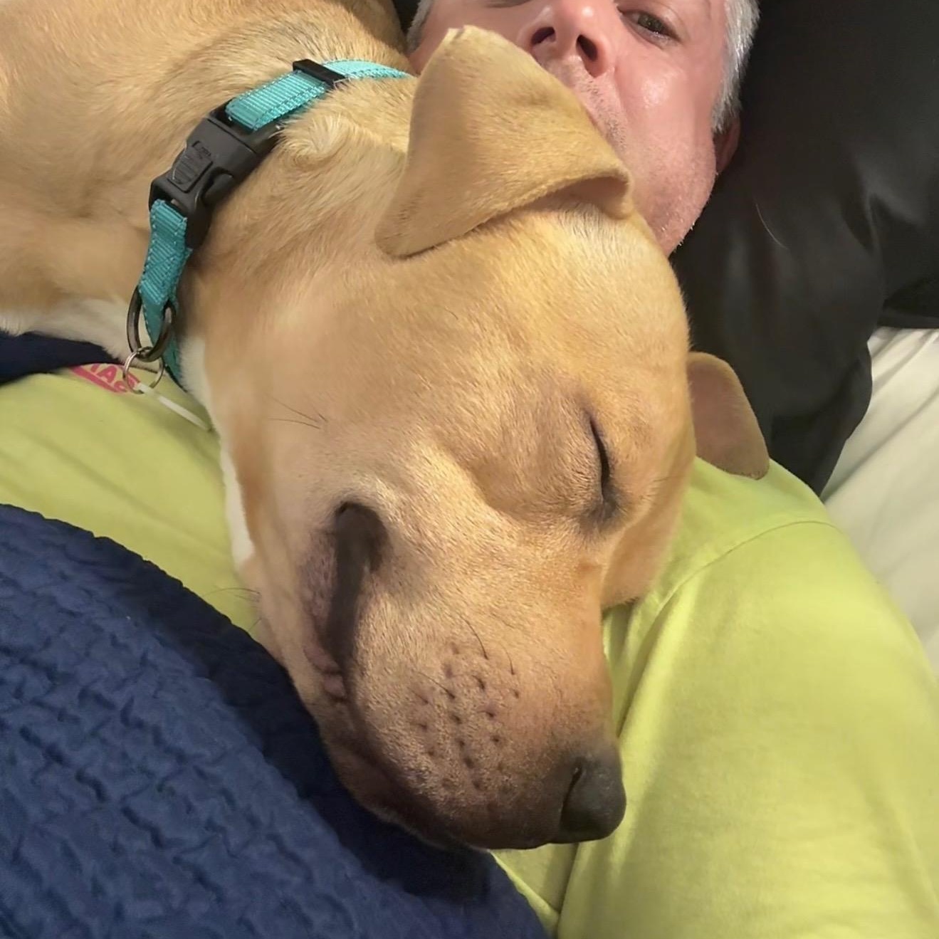 ROYAL BLUE, a Adoptable mixed breed in San Diego, CA image 3/5