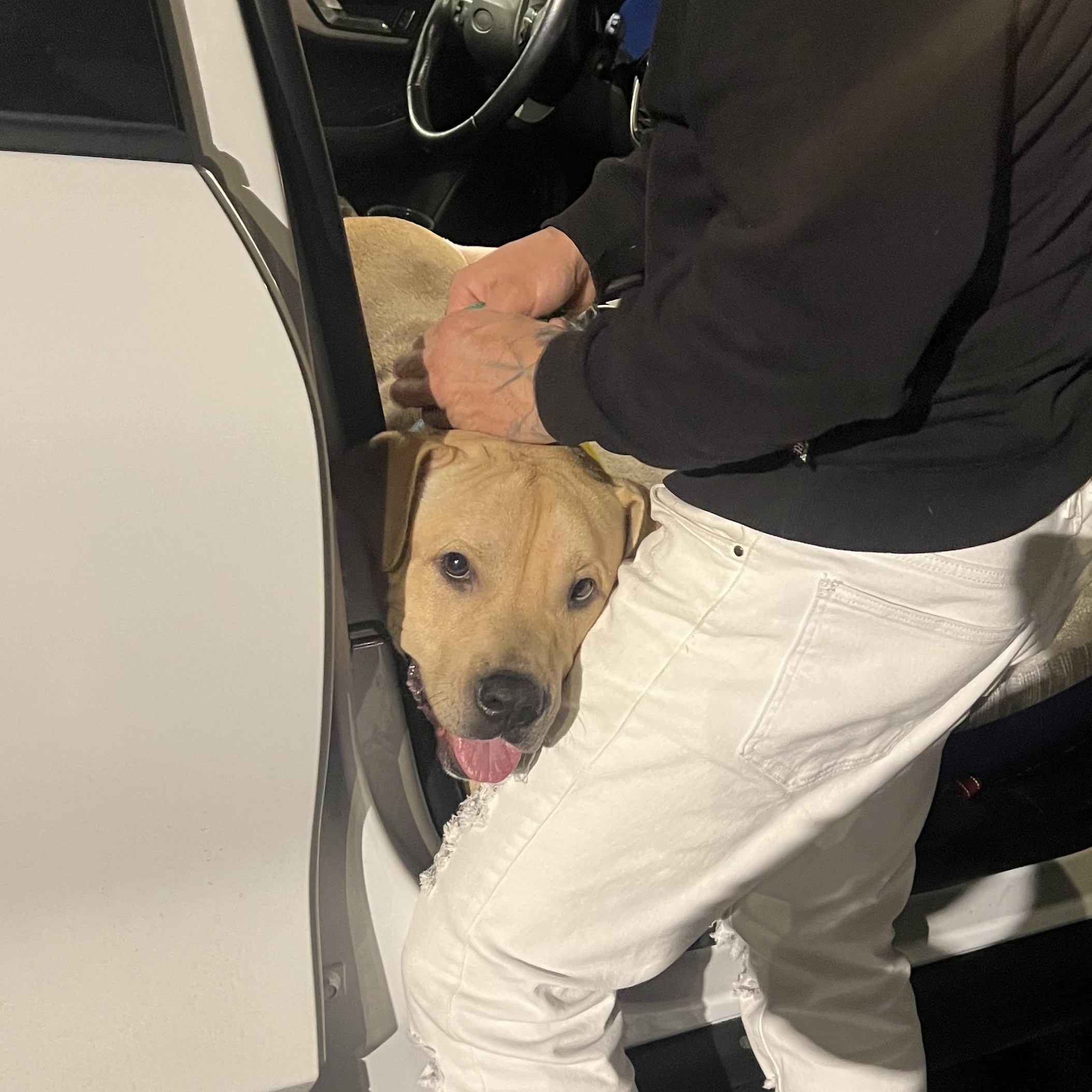 ROYAL BLUE, a Adoptable mixed breed in San Diego, CA image 5/5