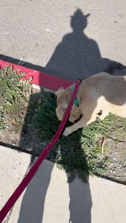 Enlarge ROYAL BLUE, a Adoptable mixed breed in San Diego, CA video 4/5