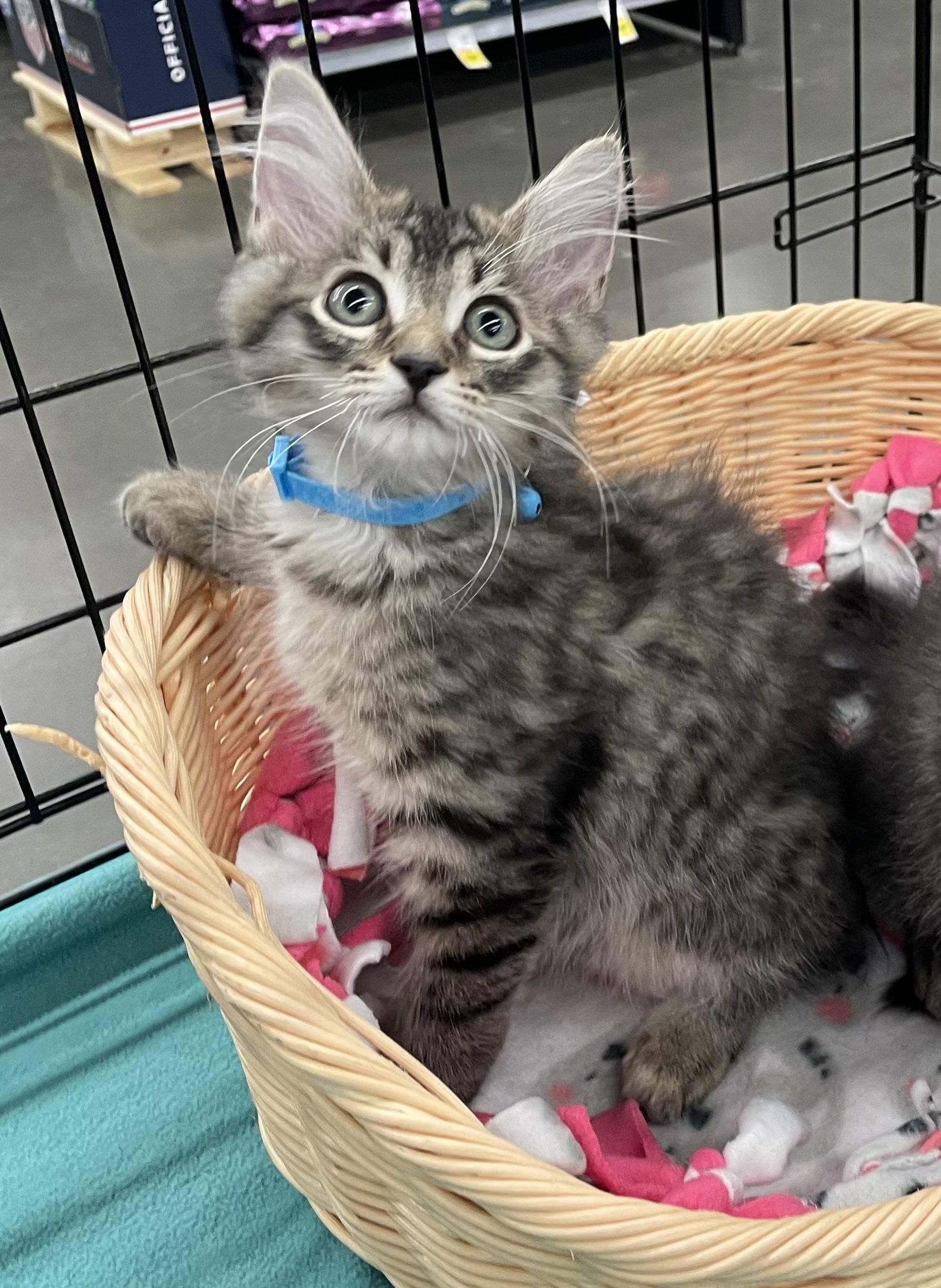 Rascal, Adopted, Kitten Male Domestic Medium Hair.
