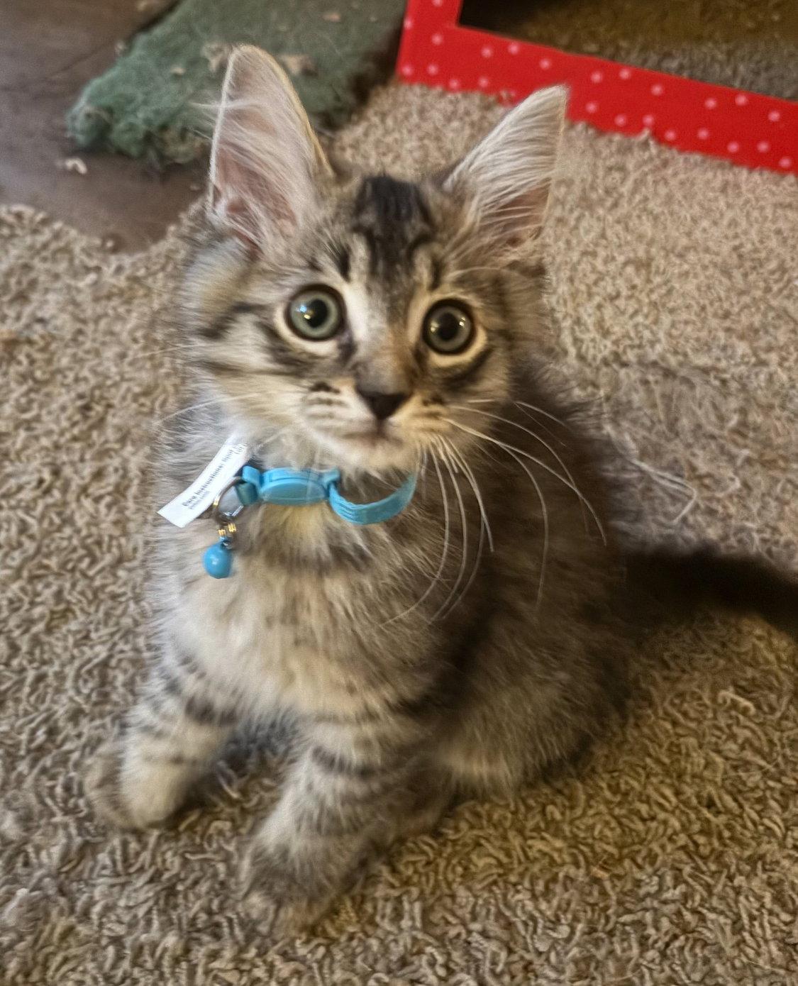 Rascal, a Adopted Domestic Medium Hair in Los Alamitos, CA image 3/3