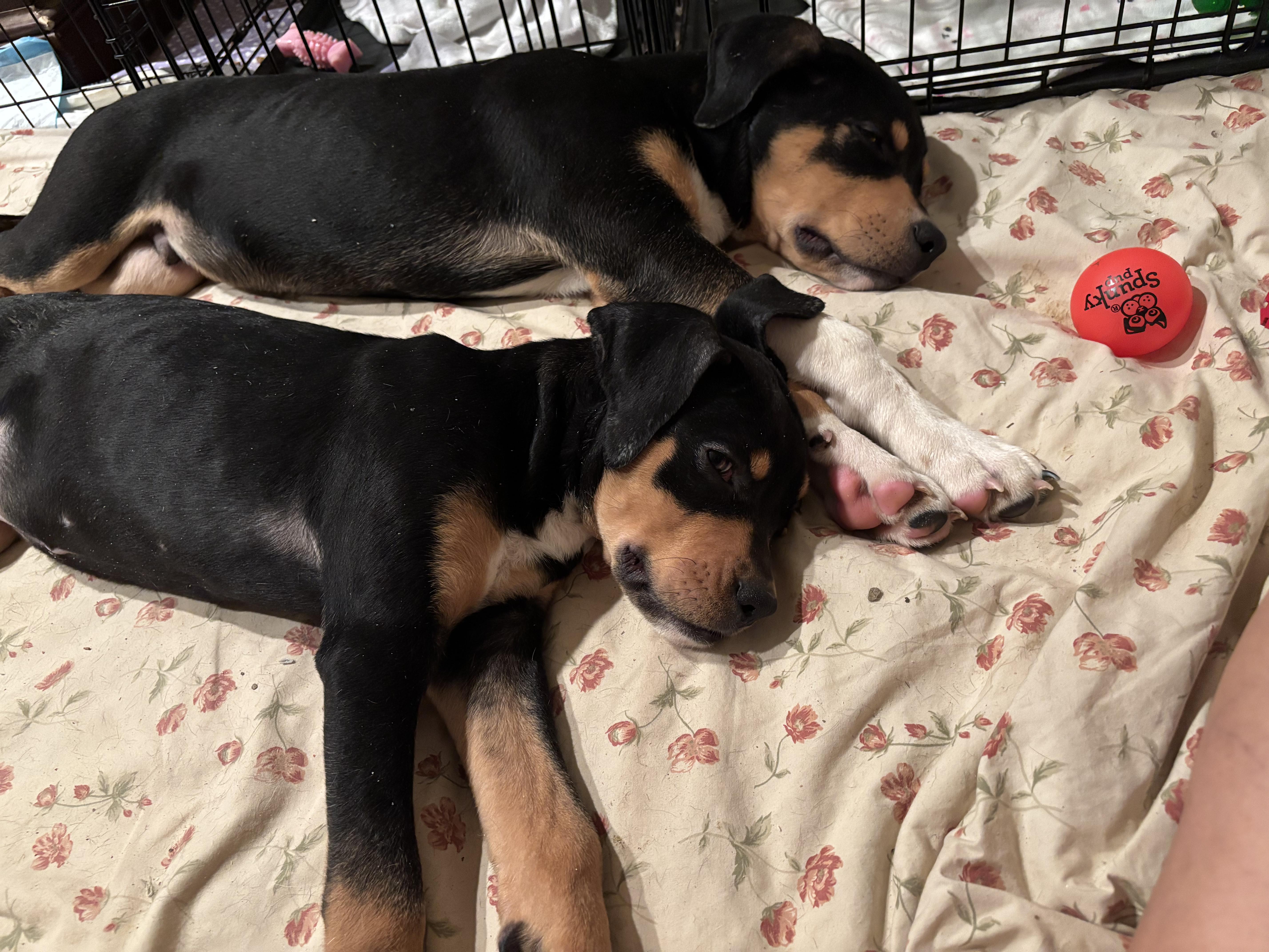 Enlarge Winky, an adopted mixed breed in Silver Spring, MD image 3/3