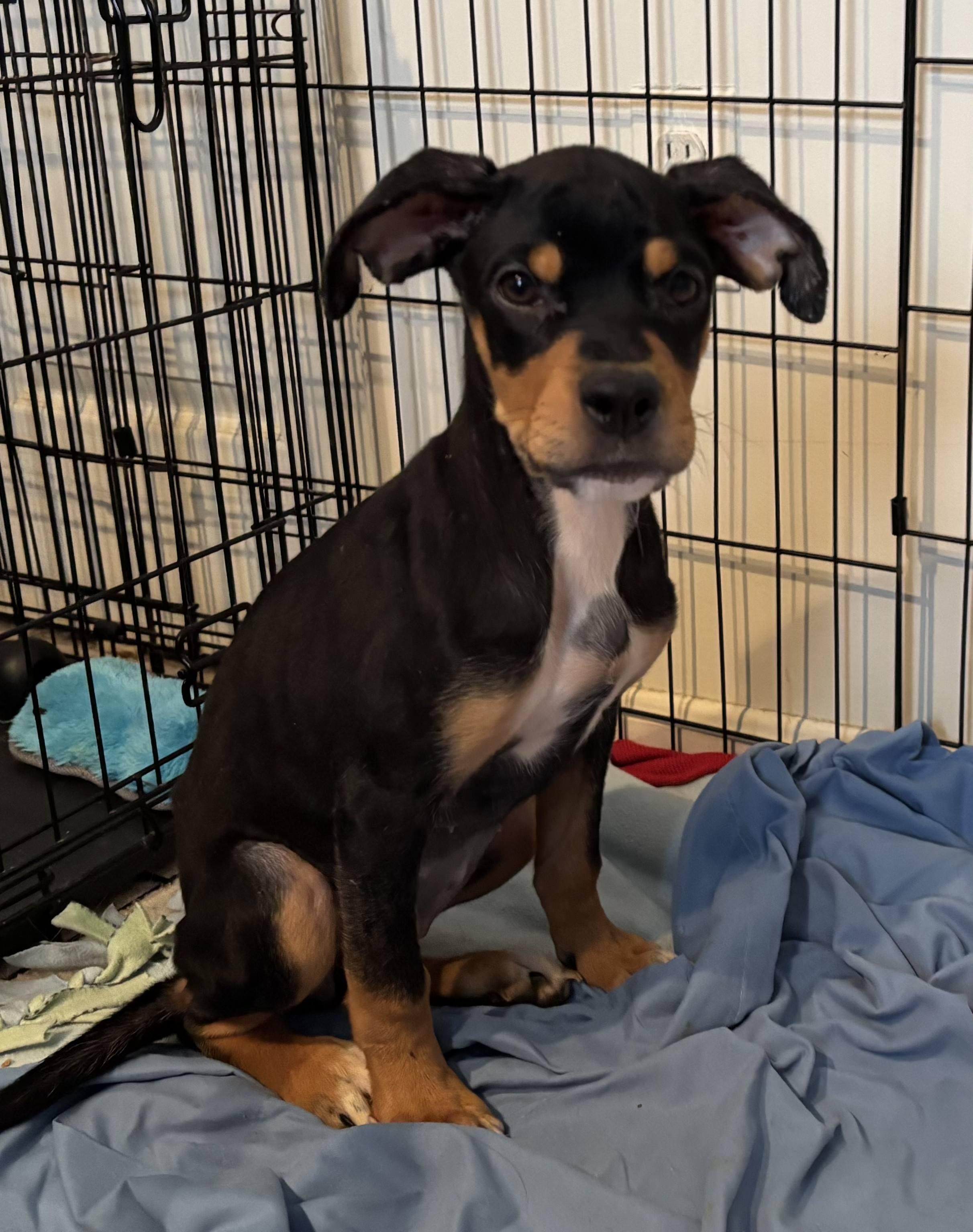 Enlarge Winky, a Adoptable mixed breed in Silver Spring, MD image 1/6