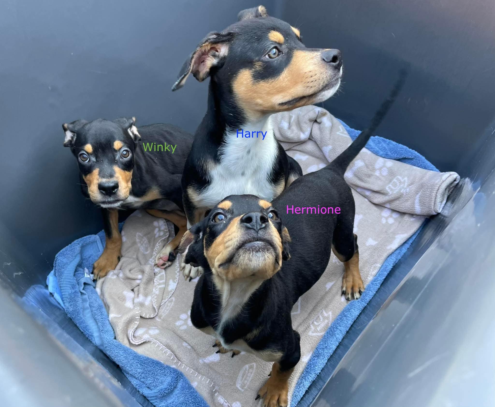 Enlarge Winky, a Adoptable mixed breed in Silver Spring, MD image 5/6