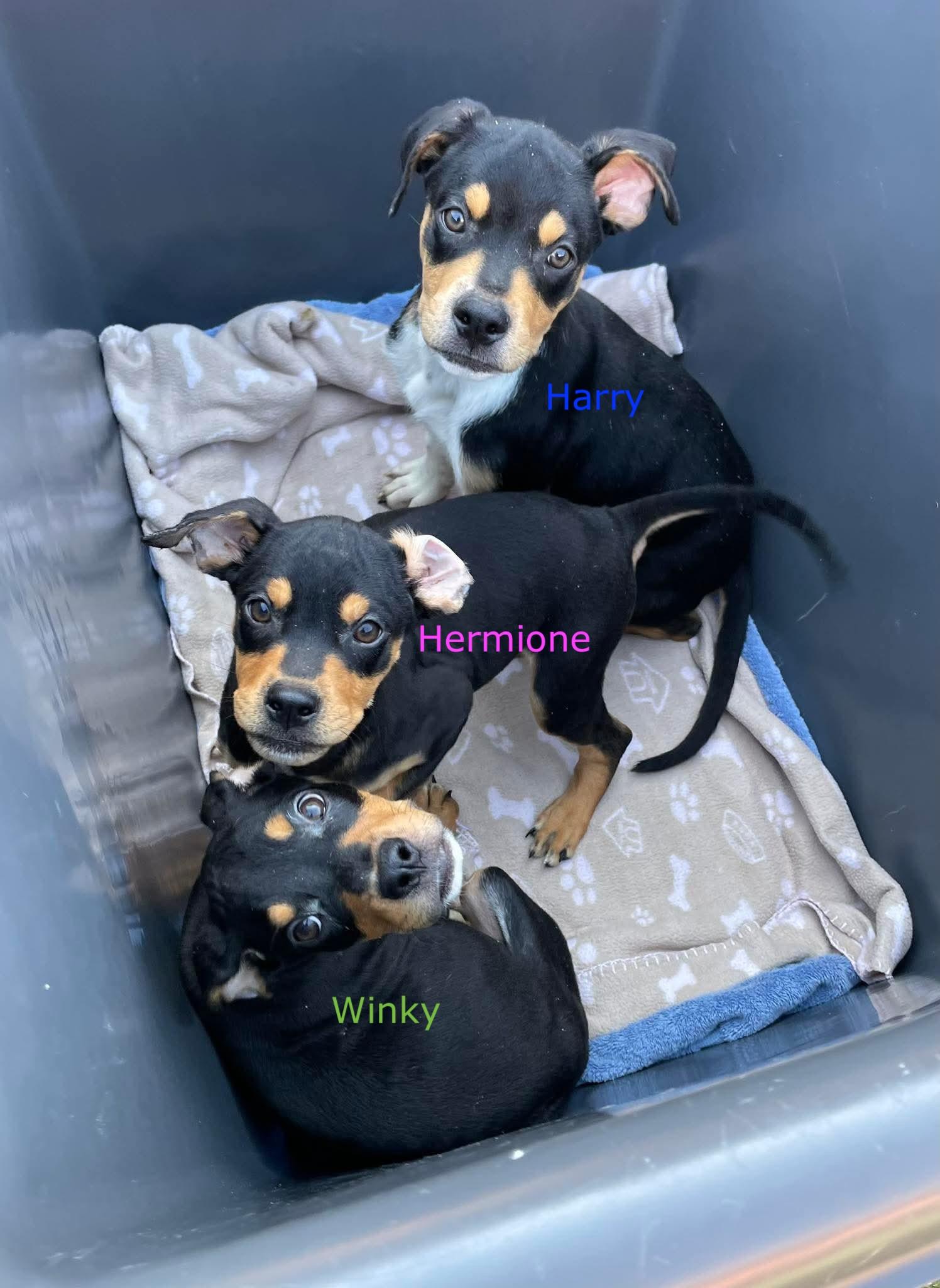 Enlarge Winky, a Adoptable mixed breed in Silver Spring, MD image 2/6