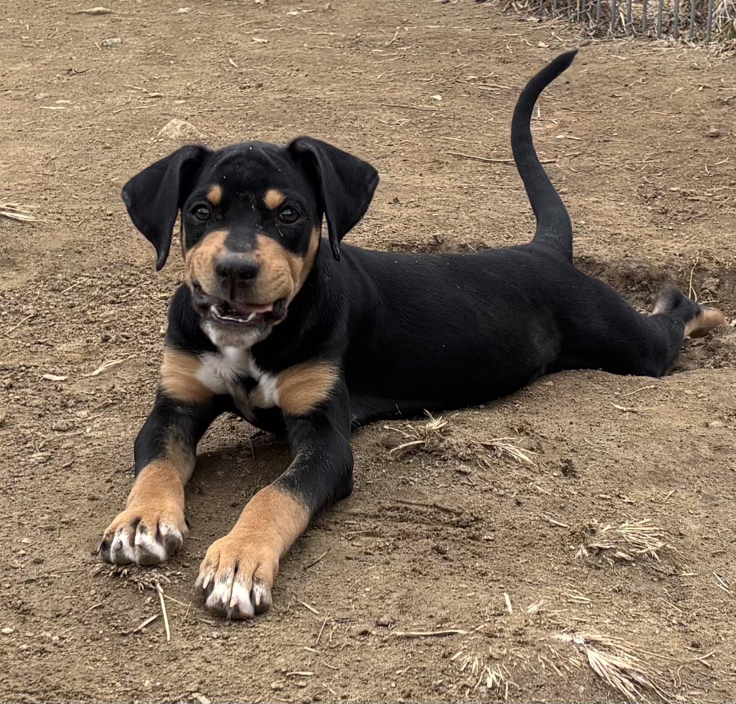 Enlarge Winky, an adopted mixed breed in Silver Spring, MD image 2/3