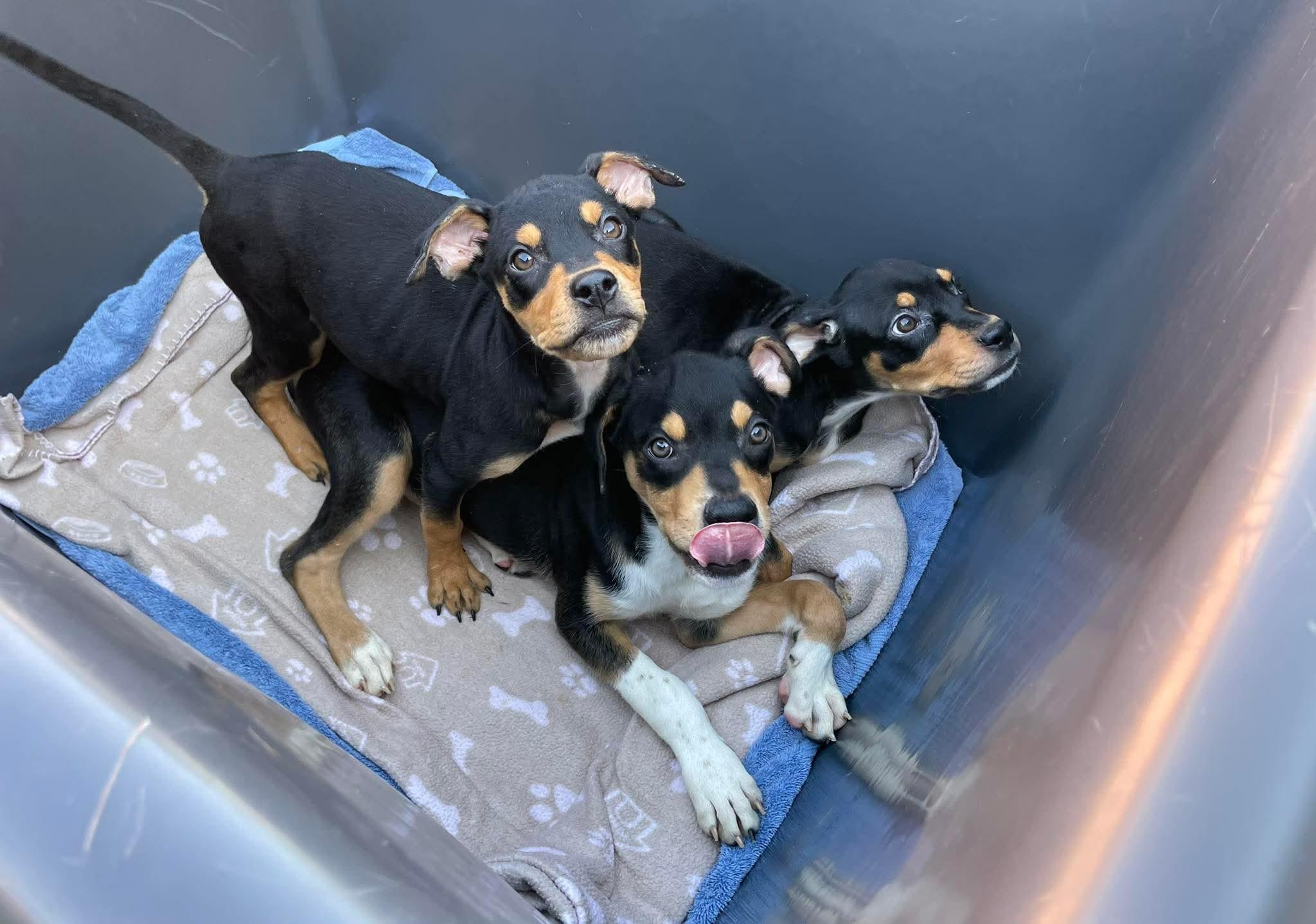 Enlarge Winky, a Adoptable mixed breed in Silver Spring, MD image 6/6