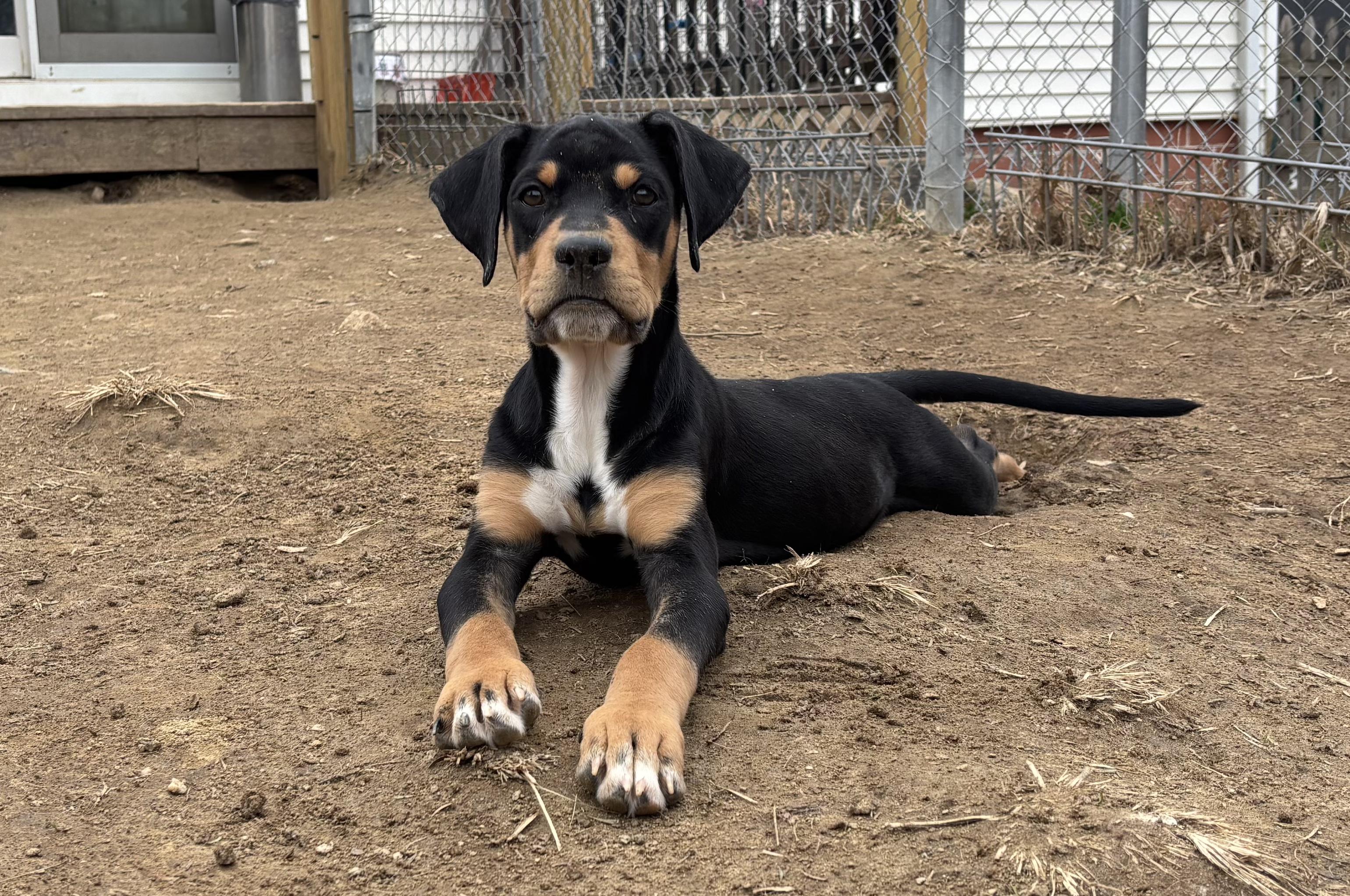 Enlarge Winky, an adopted mixed breed in Silver Spring, MD image 1/3