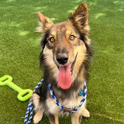 Ranger, Adoptable, Adult Male Husky & Border Collie.