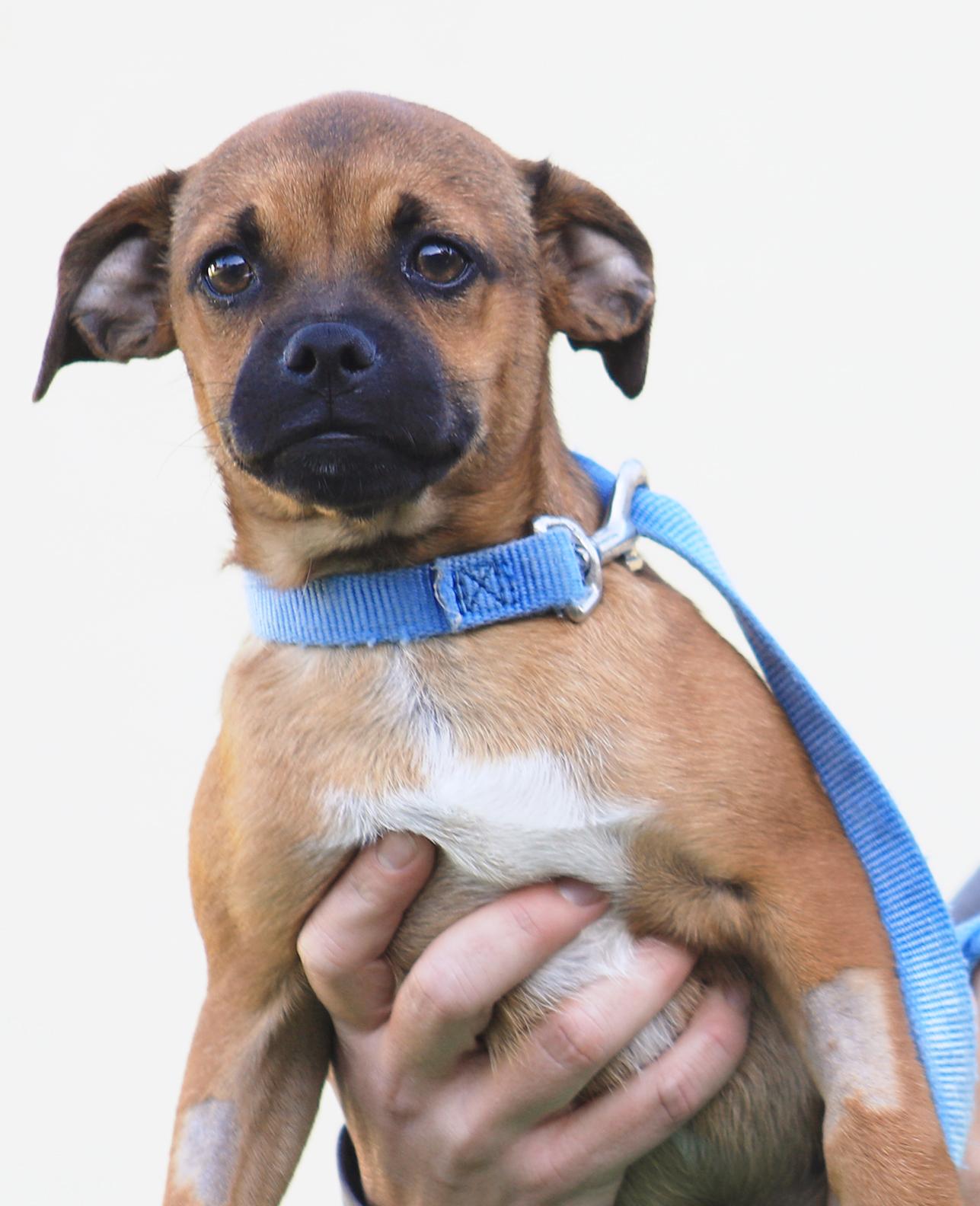 Enlarge Rowan, a Adoptable mixed breed in North Fort Myers, FL image 2/2
