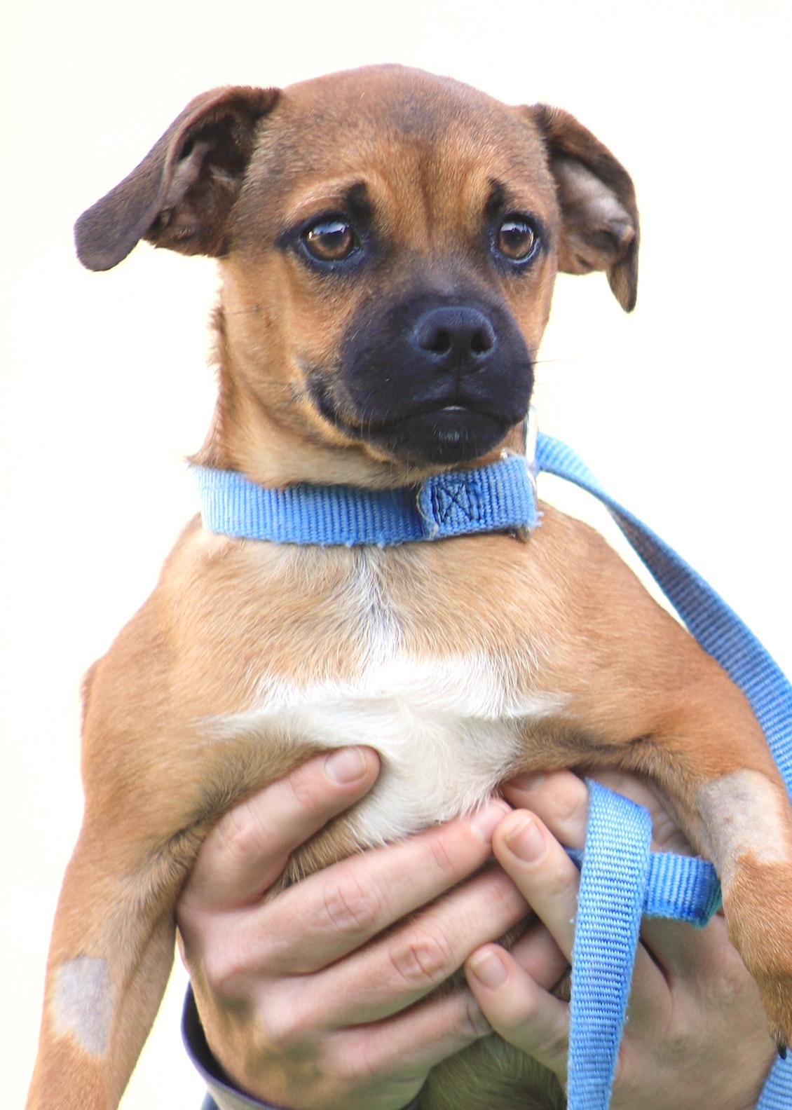 Enlarge Rowan, a Adoptable mixed breed in North Fort Myers, FL image 1/2