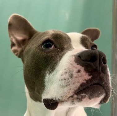 Apricity (20260126-02)