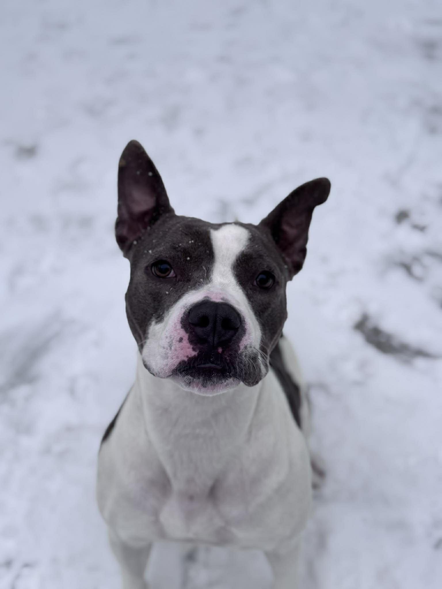 Apricity (20260126-02) — thumbnail 3