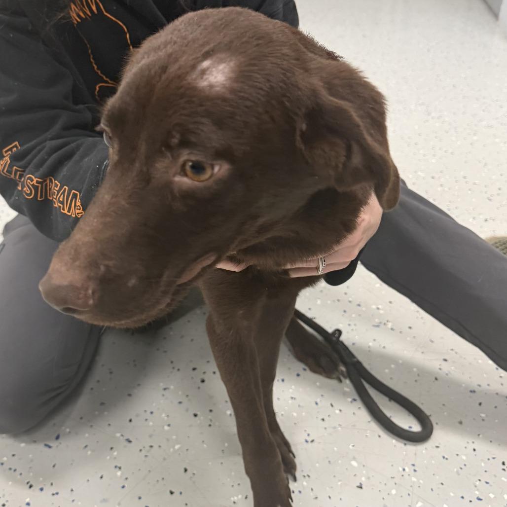 Enlarge Luigi aka 091426-6D, a Adoptable mixed breed in Marion, VA image 3/3