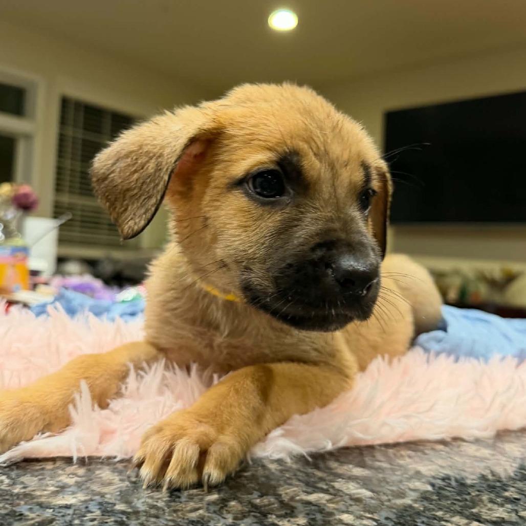 Tarana (Puppy Yellow), Adoptable, Puppy Female Bullmastiff & German Shepherd Dog.