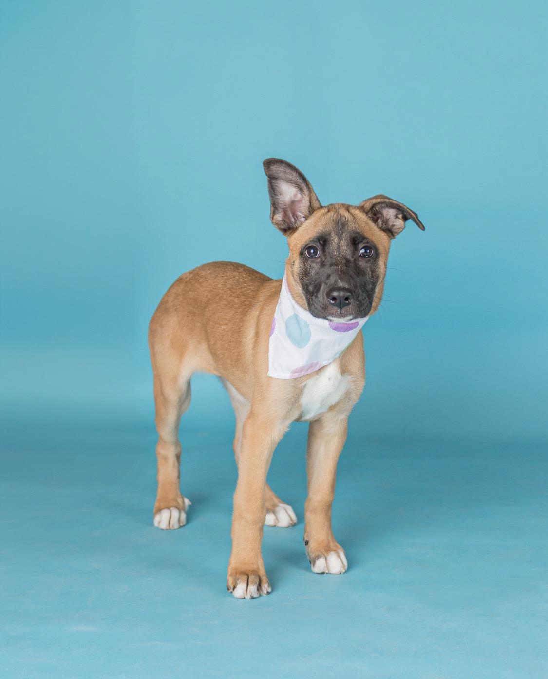 Violet, Adoptable, Puppy Female German Shepherd Dog.