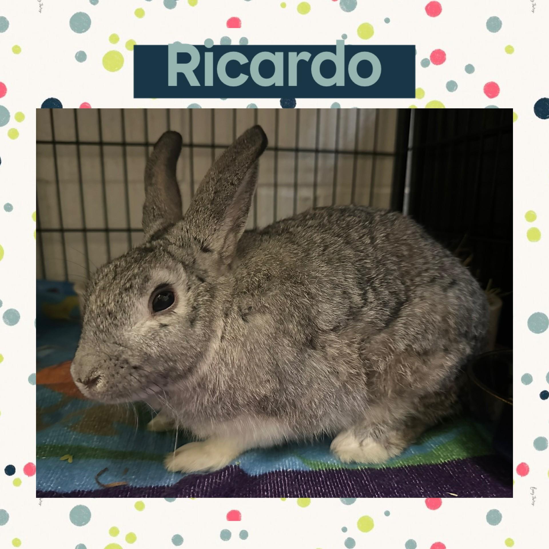 Ricardo, Adoptable, Adult Male American.
