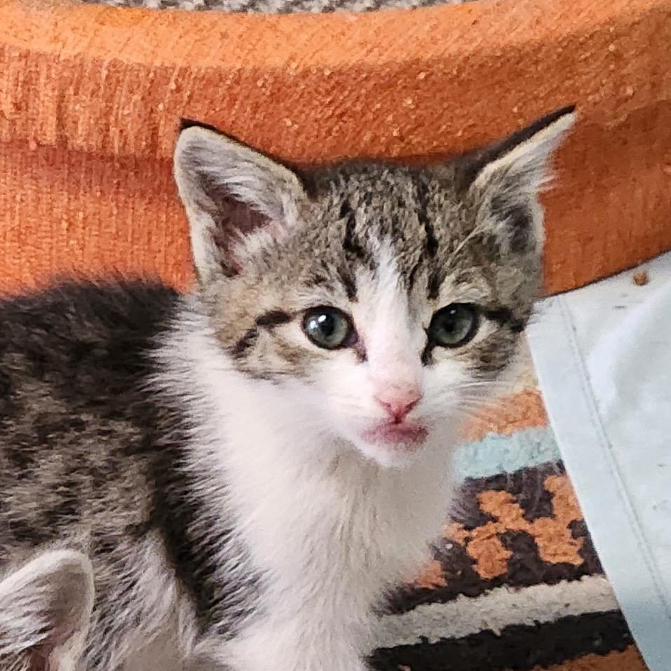 Ms. Black, Adoptable, Kitten Female Domestic Short Hair.