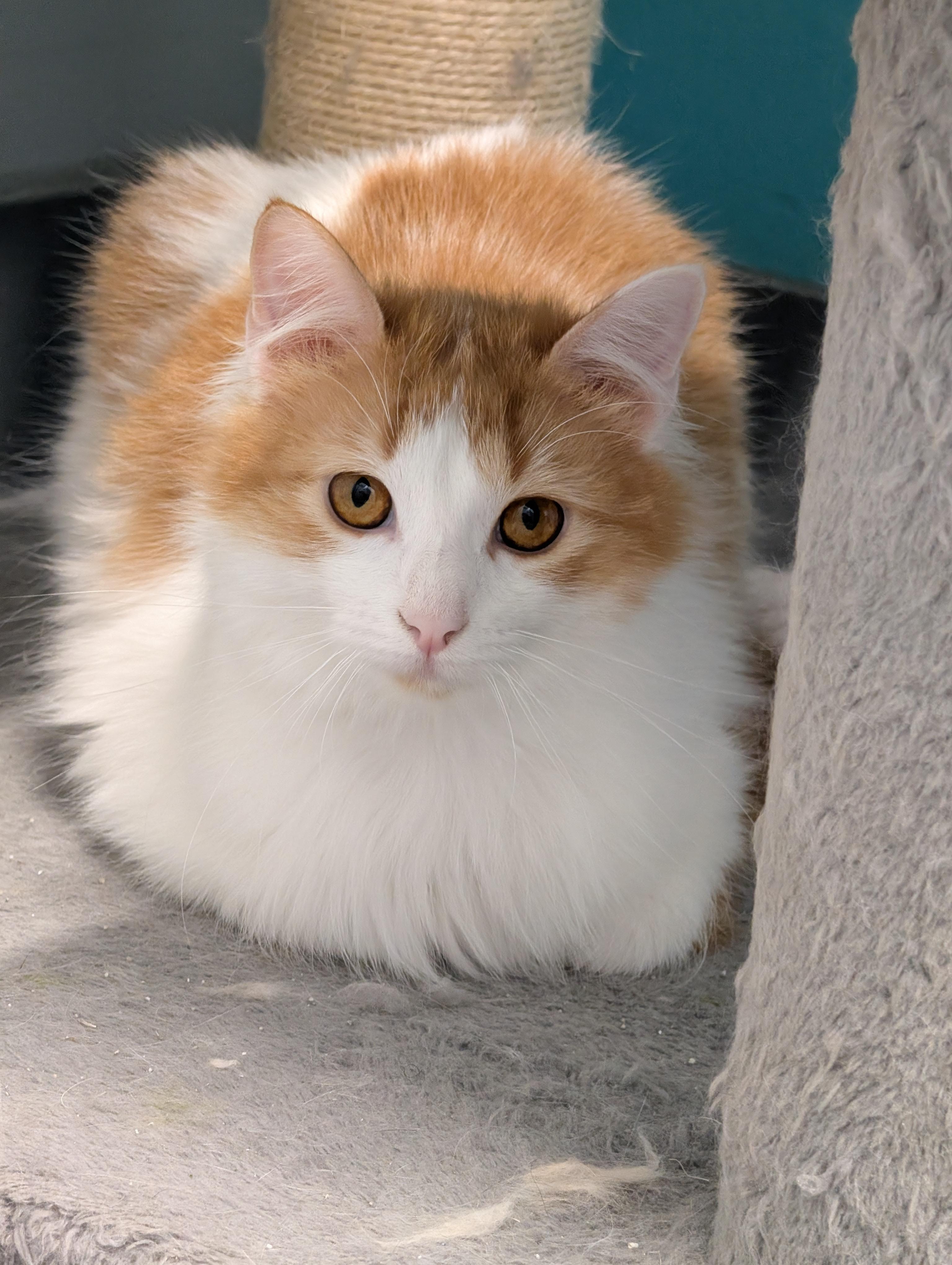 Enlarge Angora and Charmeuse, a ADOPTABLE Domestic Long Hair in Cape Girardeau, MO image 2/5