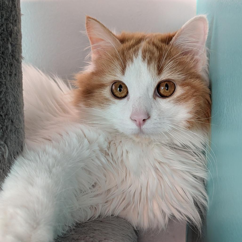Enlarge Angora and Charmeuse, a ADOPTABLE Domestic Long Hair in Cape Girardeau, MO image 3/5