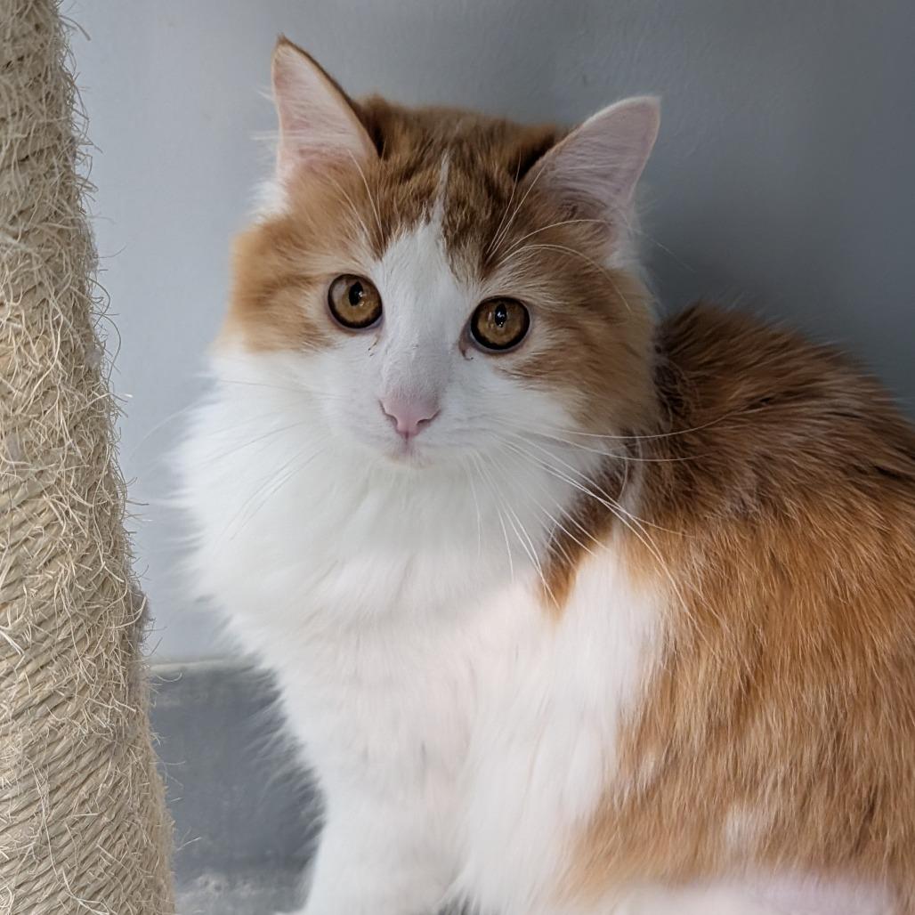 Enlarge Angora and Charmeuse, a ADOPTABLE Domestic Long Hair in Cape Girardeau, MO image 3/5