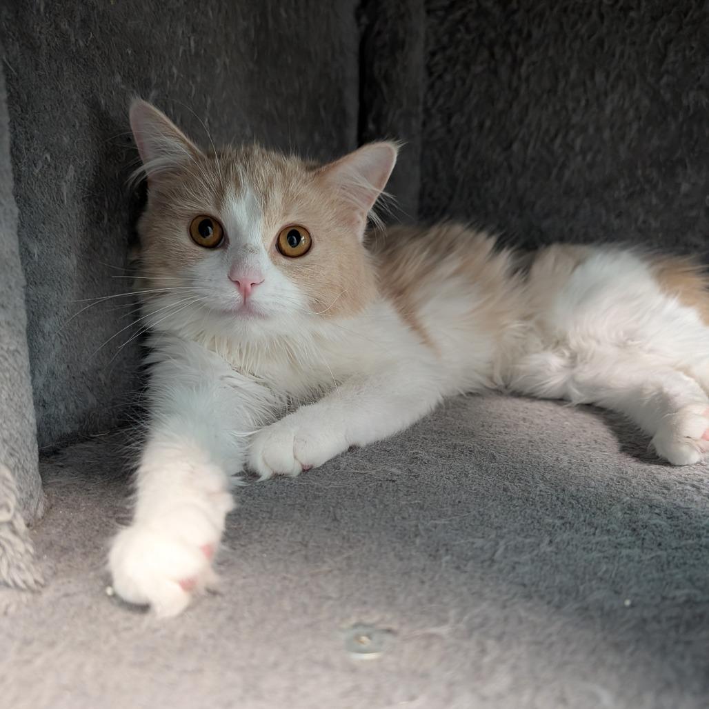 Enlarge Angora and Charmeuse, a ADOPTABLE Domestic Long Hair in Cape Girardeau, MO image 5/5