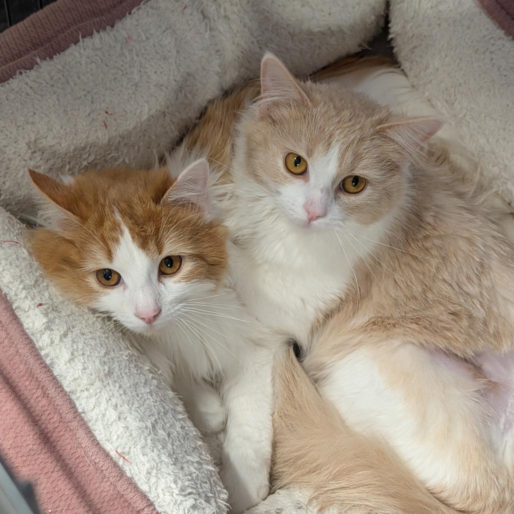 Enlarge Angora and Charmeuse, a ADOPTABLE Domestic Long Hair in Cape Girardeau, MO image 1/5
