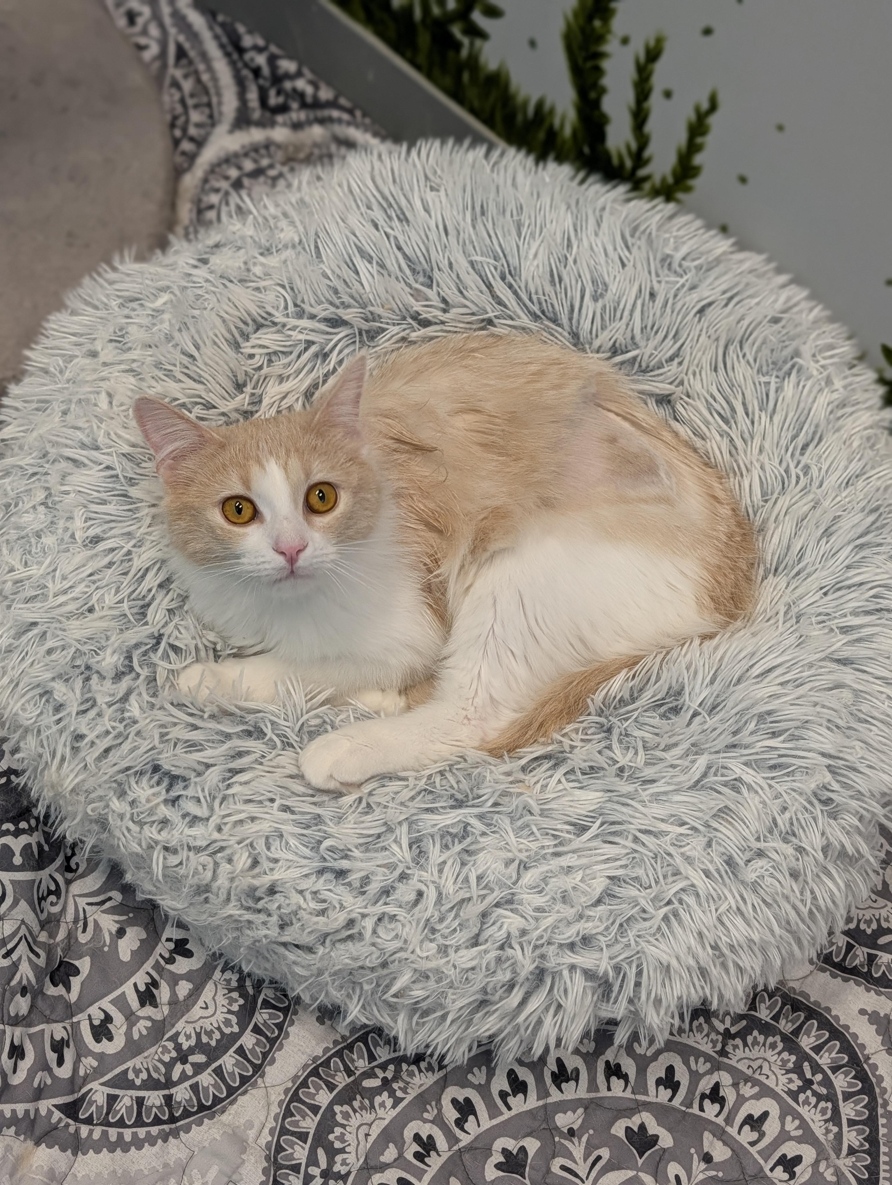 Enlarge Angora and Charmeuse, a ADOPTABLE Domestic Long Hair in Cape Girardeau, MO image 4/5