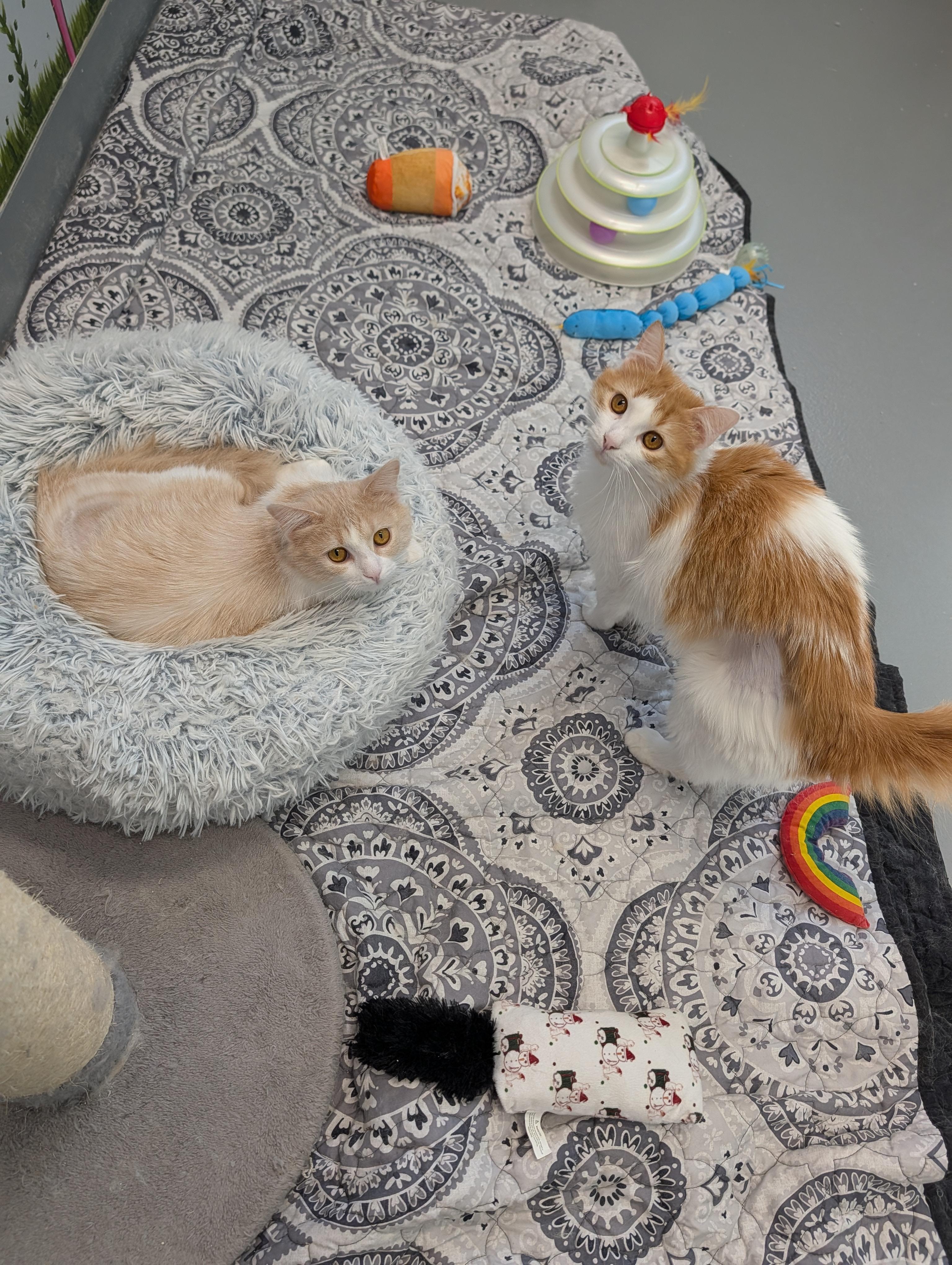 Enlarge Angora and Charmeuse, a ADOPTABLE Domestic Long Hair in Cape Girardeau, MO image 1/5